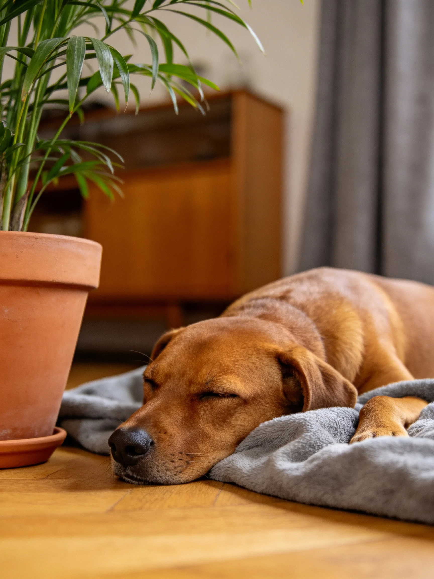 Brown dog resting on gray blanket near terracotta potted plant