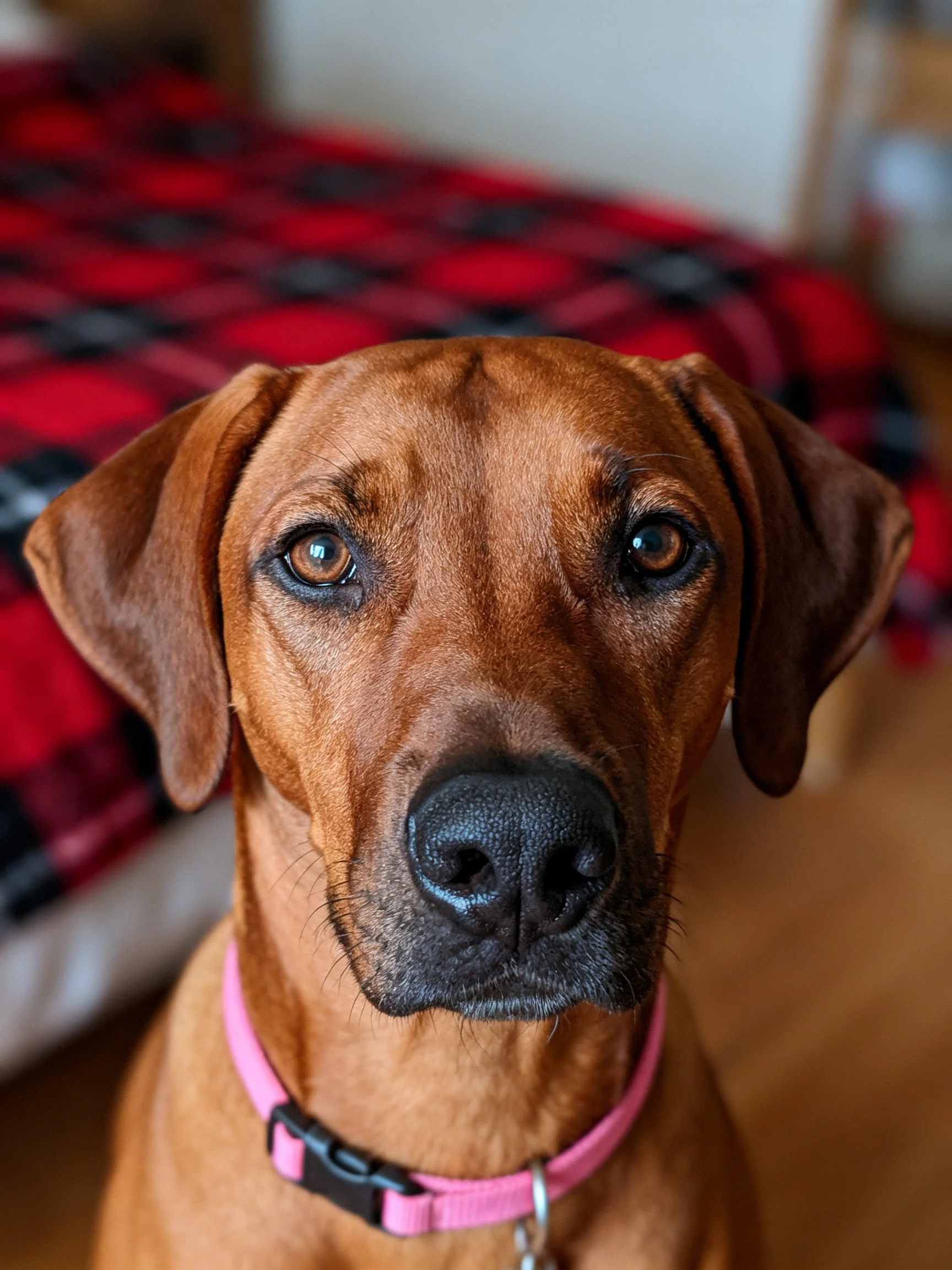 A brown dog wearing a pink collar sits beside a red plaid bedspread.