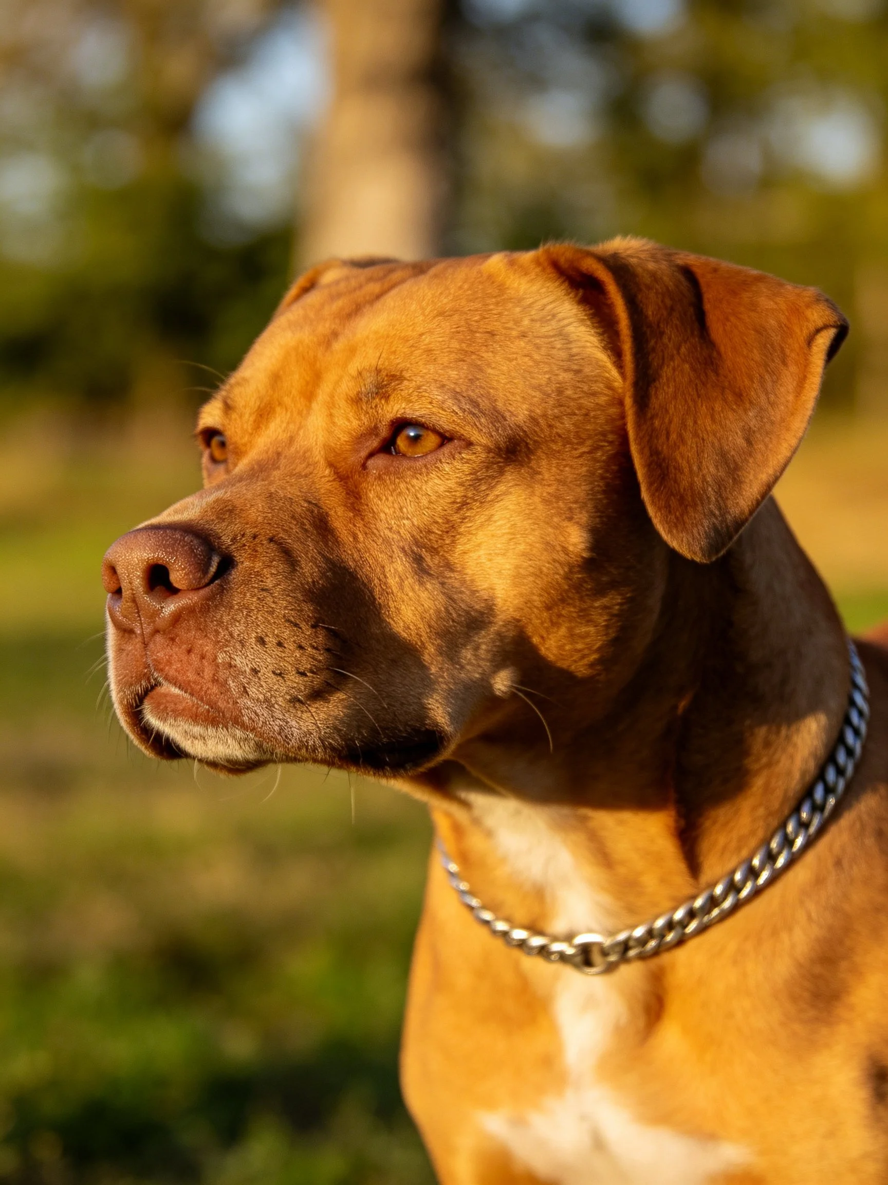 Brown dog with silver chain collar in sunlit outdoor setting