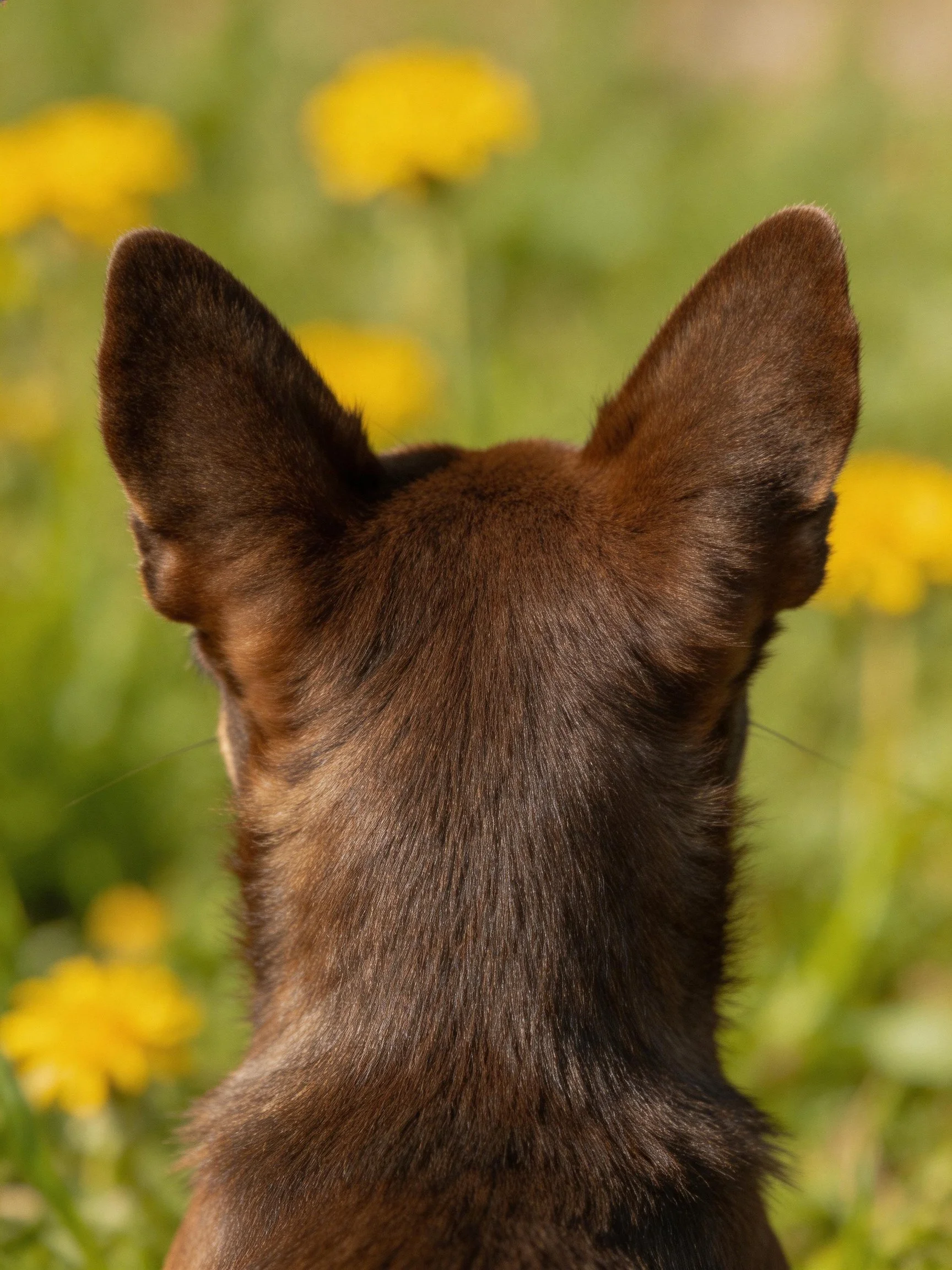 A brown dog viewed from behind, with yellow flowers in the background.