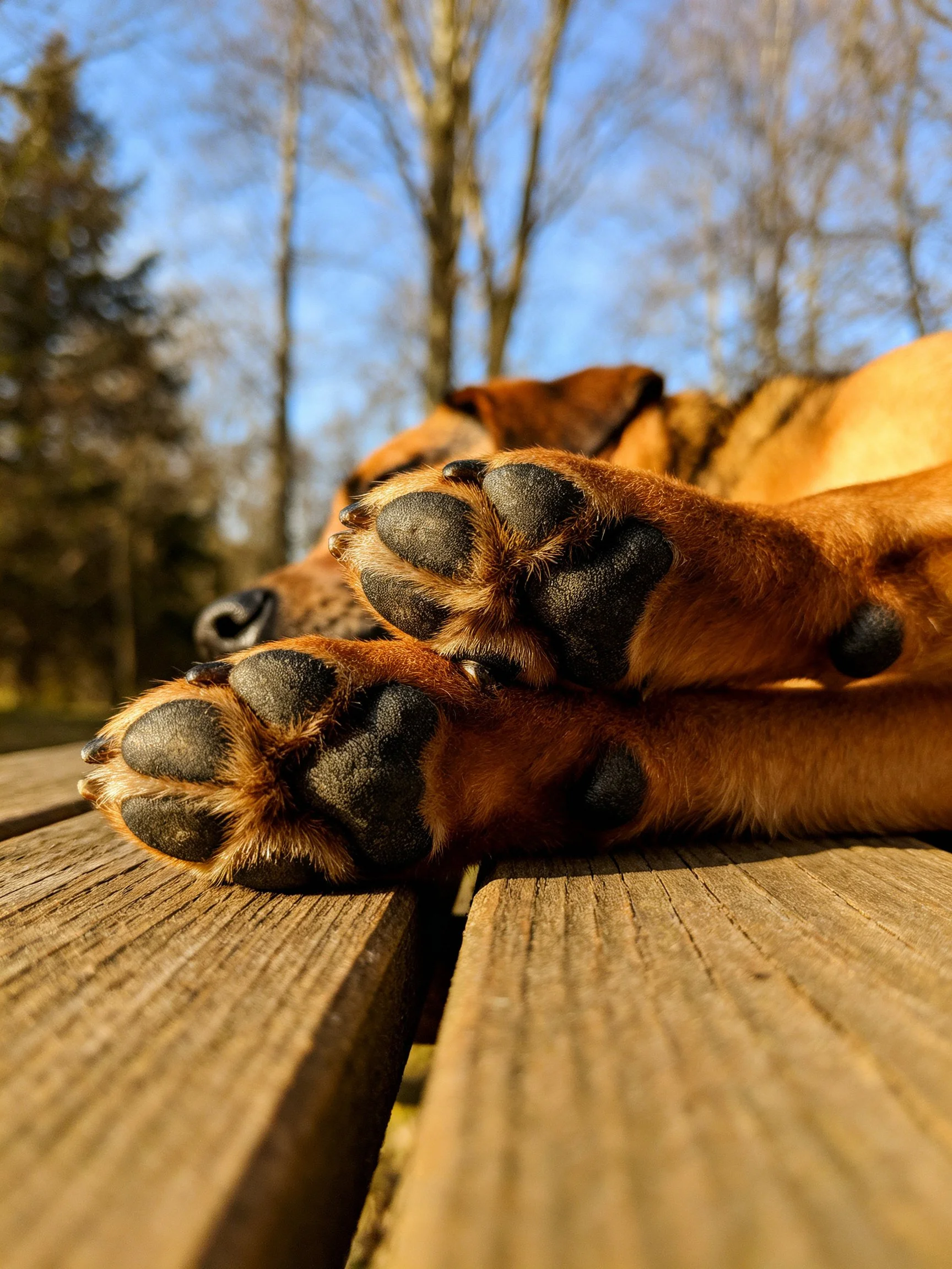Brown dog’s paws rest on wooden planks outside