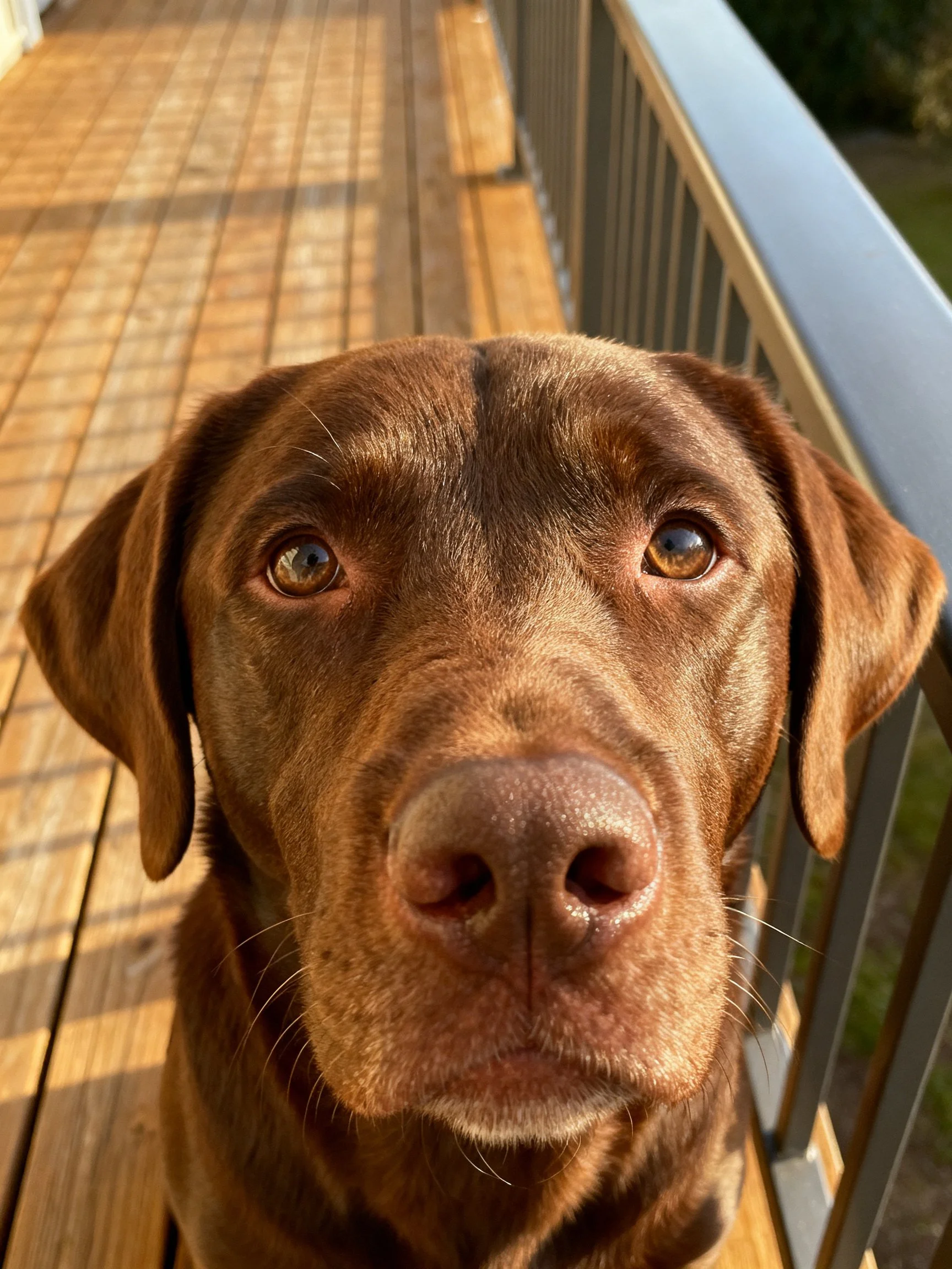 Chocolate Labrador retriever on wooden deck with metal railings