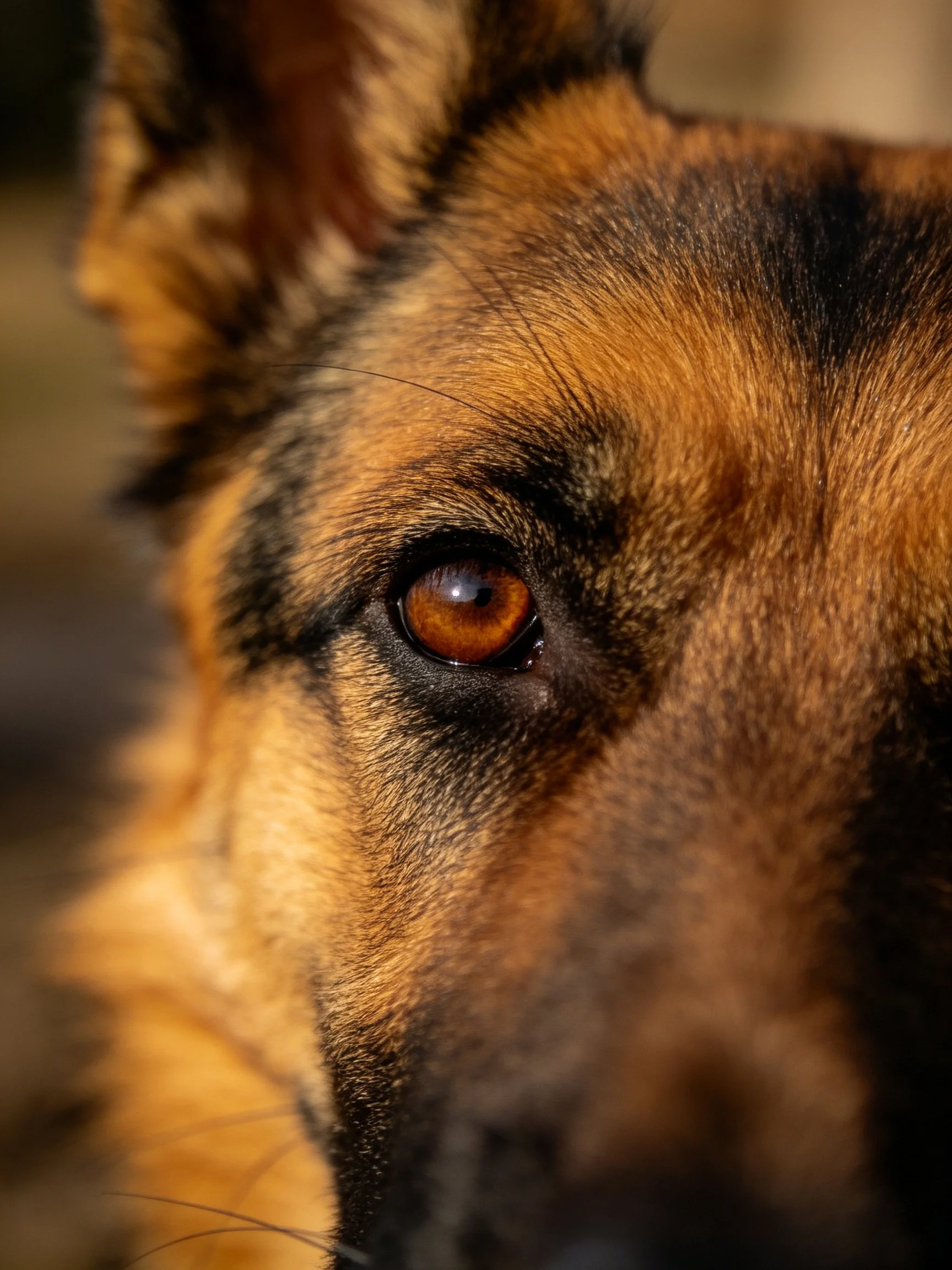 A close - up highlights a German Shepherd’s amber eye and textured coat.