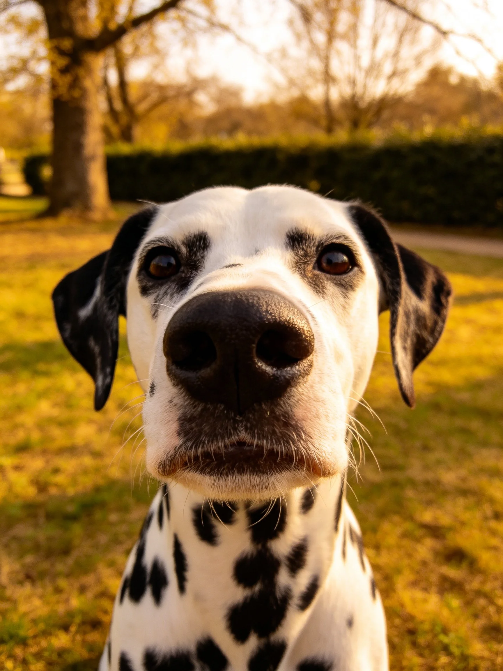 Close-up of a Dalmatian dog with black spots outdoors