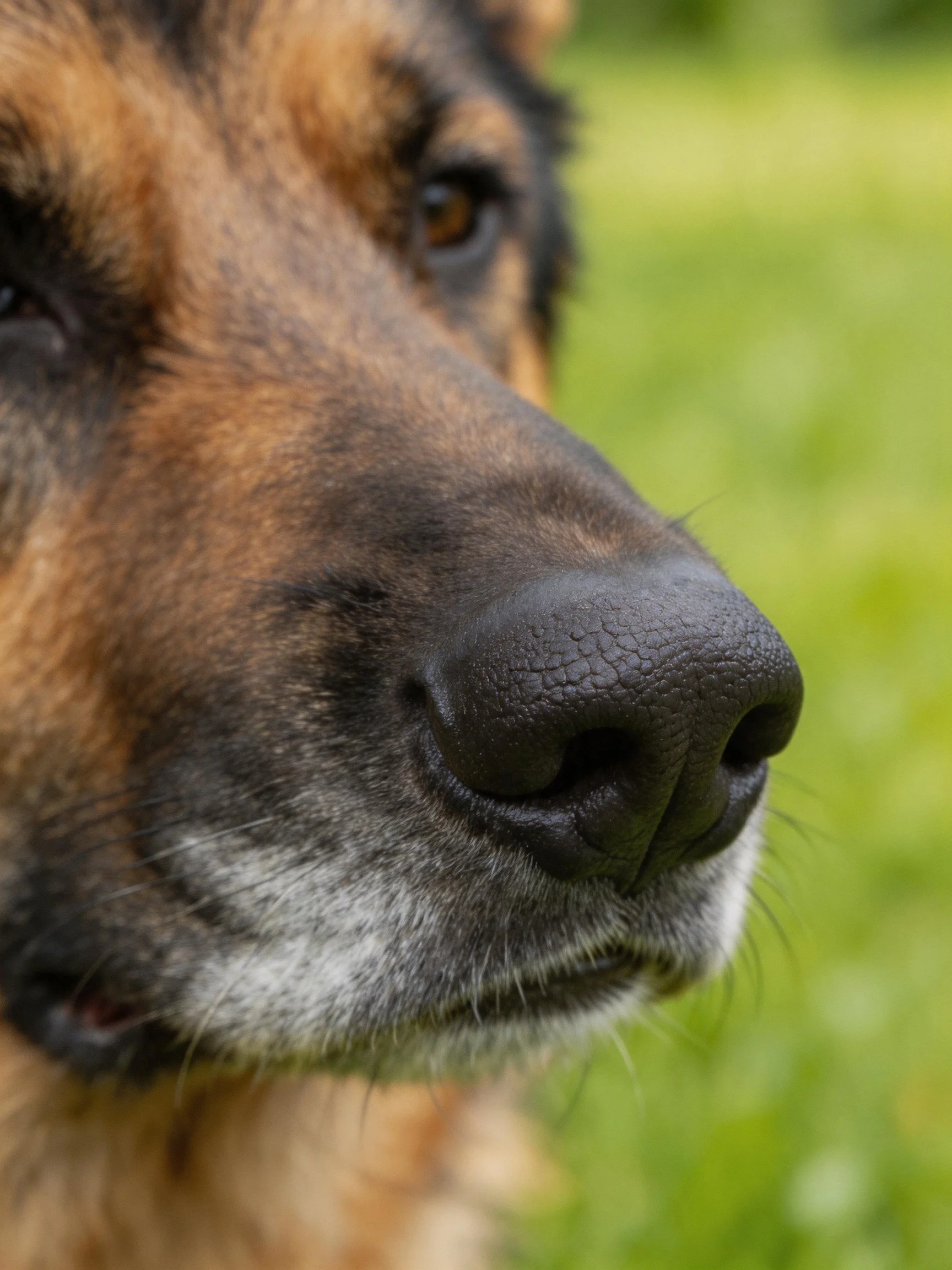 A close-up emphasizes a German Shepherd’s textured snout with a blurred green background.