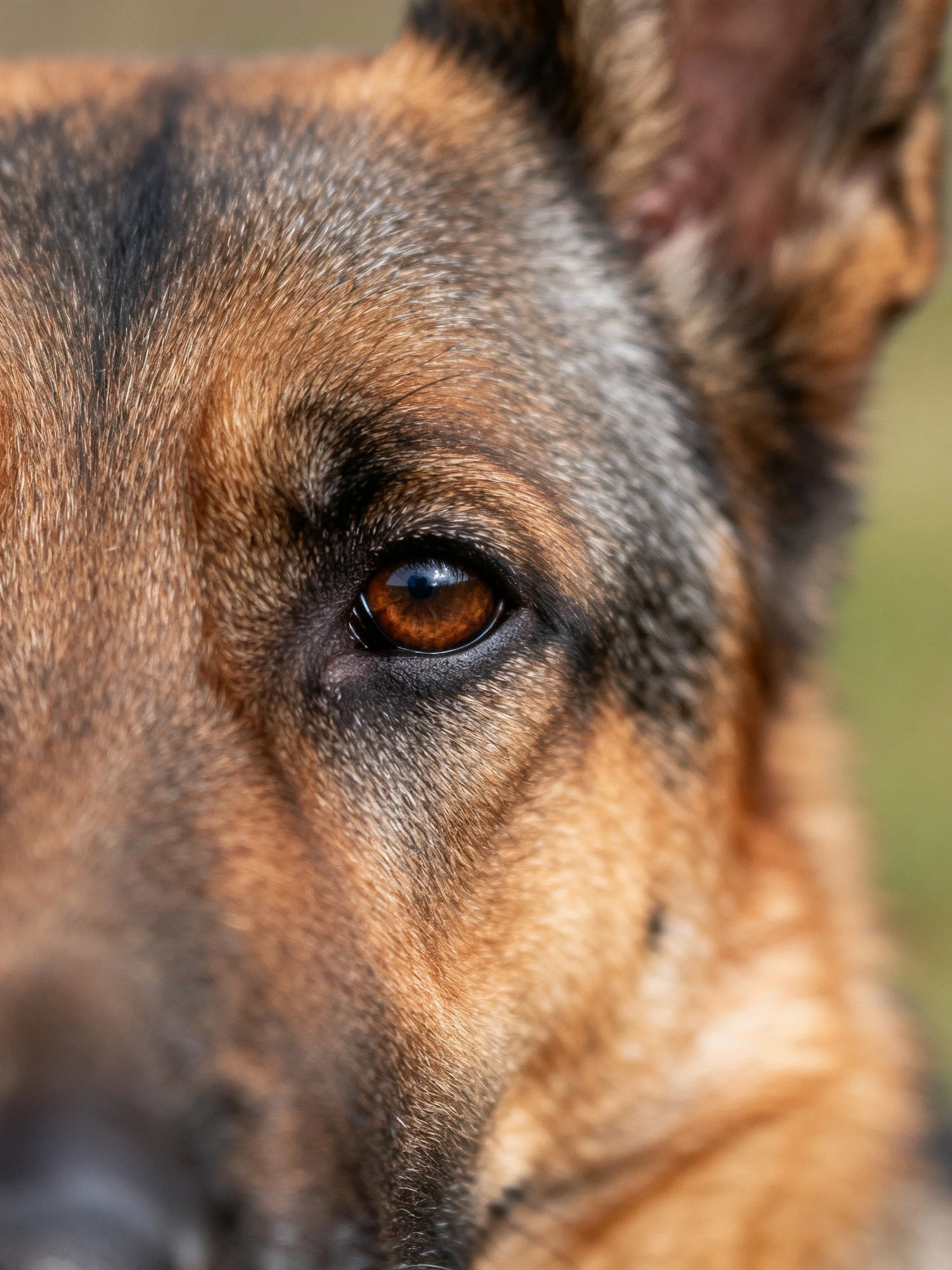 A close-up focuses on a German Shepherd’s amber eye and textured facial fur.