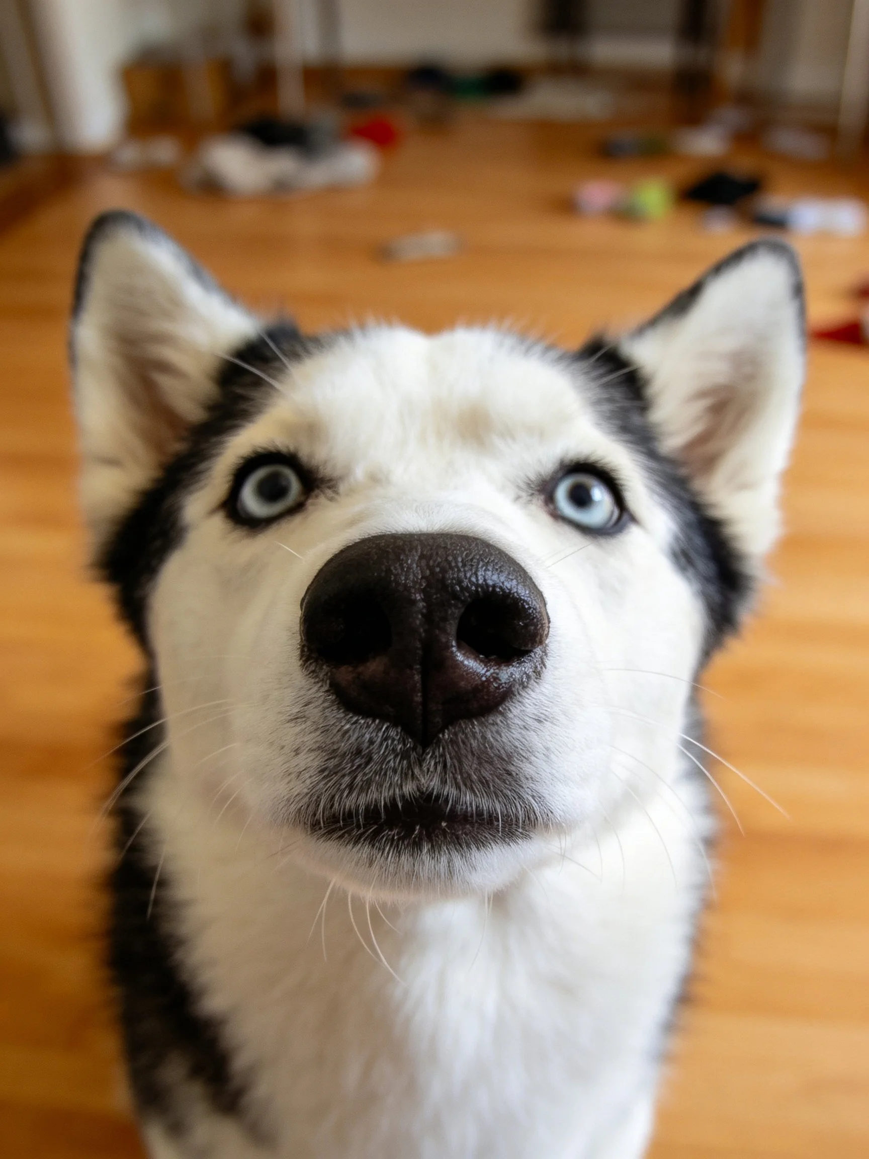 A Siberian Husky with blue eyes looks directly at the camera.