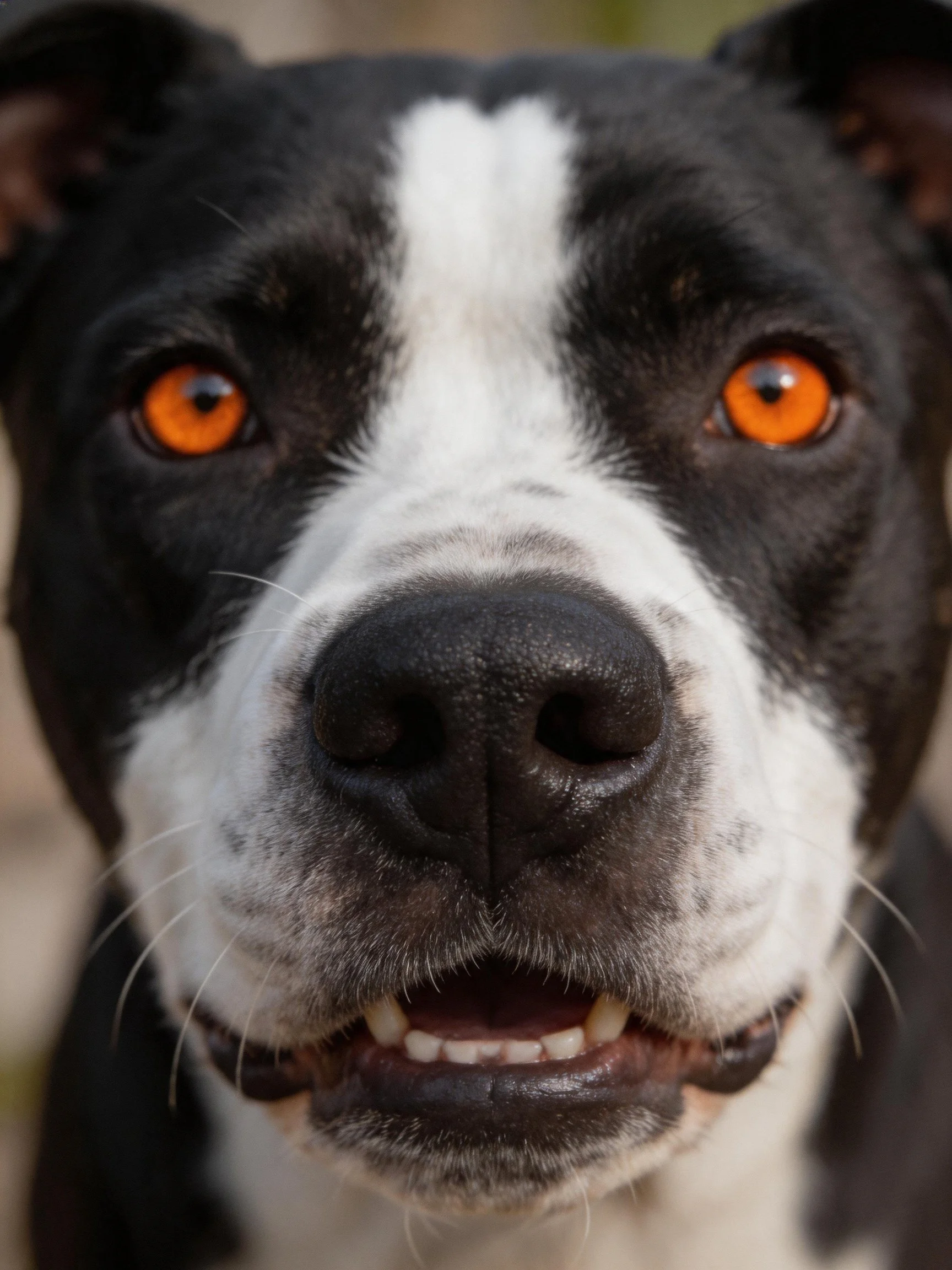 A black and white dog with bright orange eyes is featured in a close-up photograph.