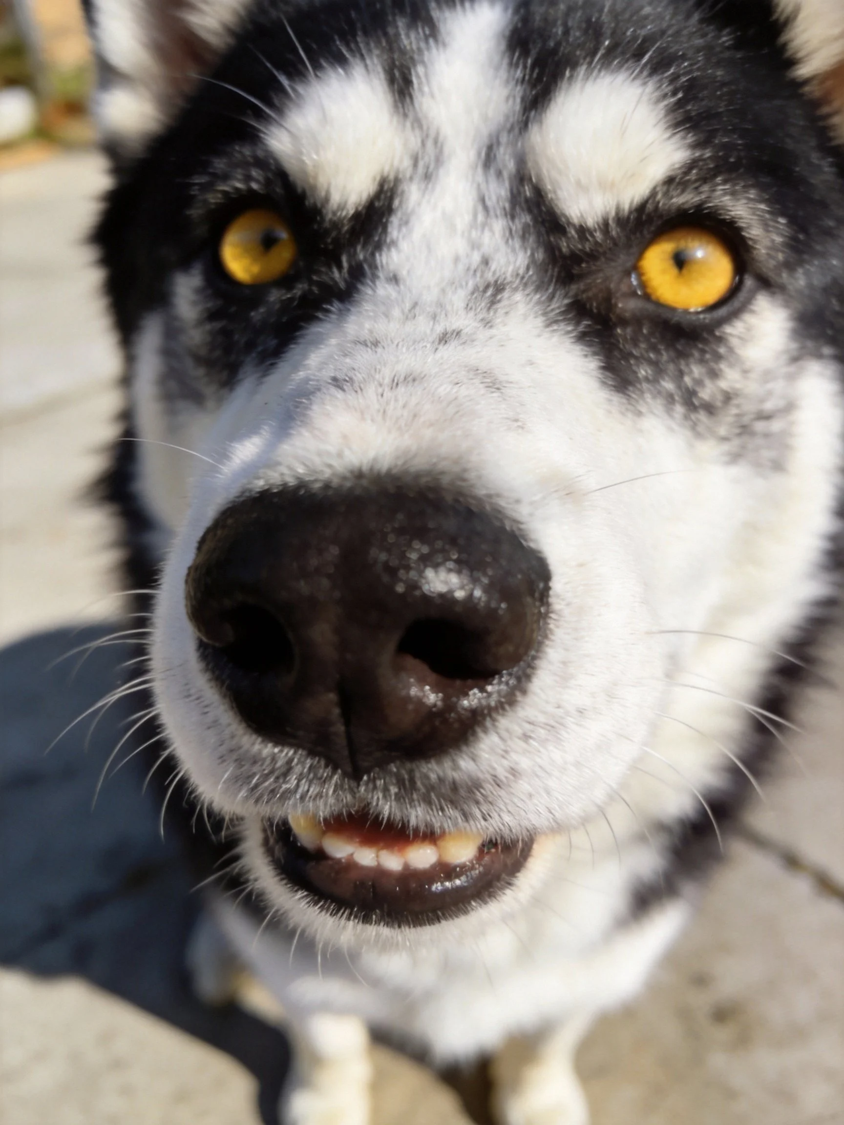 A close-up of a black and white husky with bright yellow eyes.