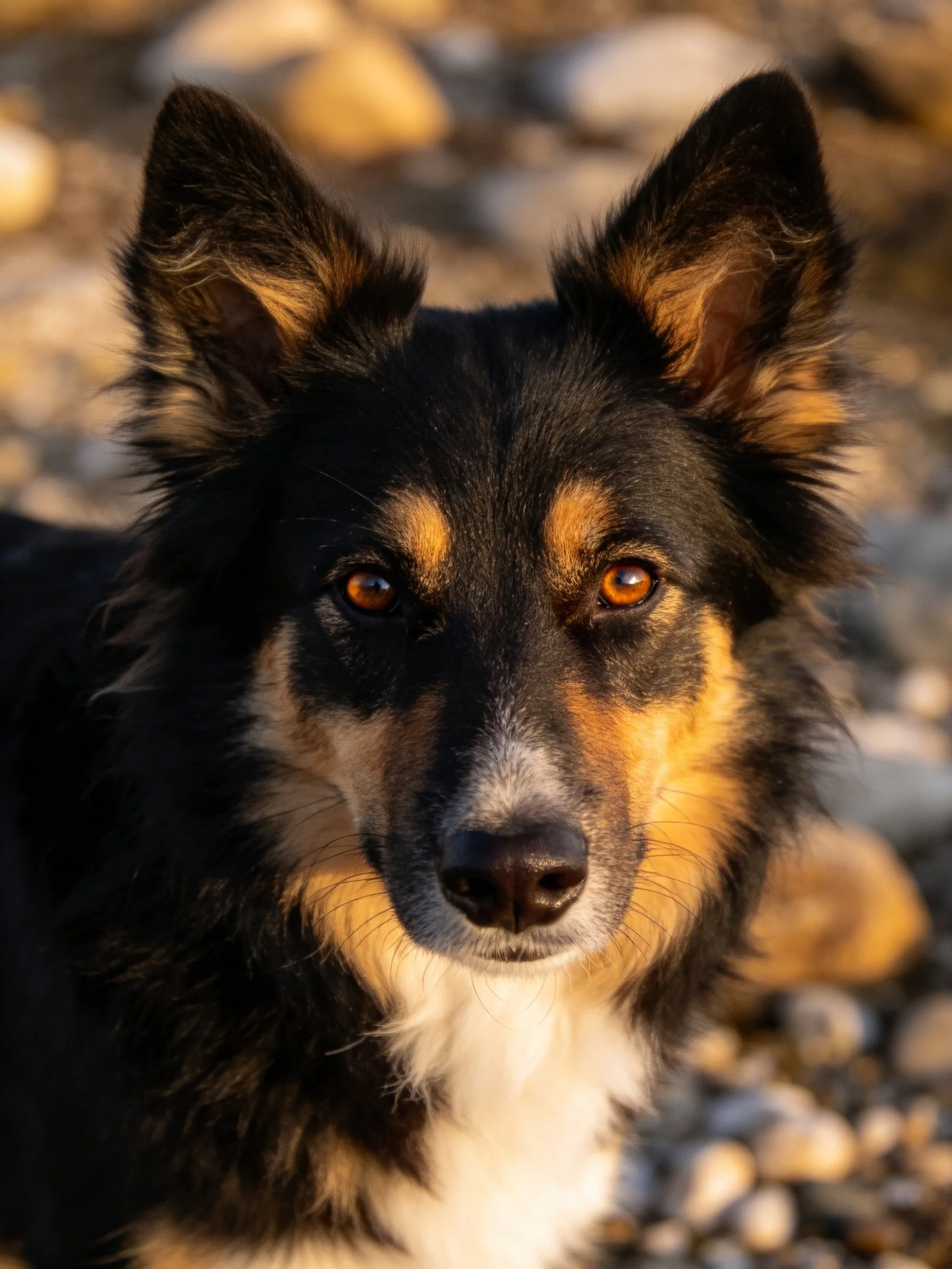 Close-up of a black, tan, and white dog with upright ears near pebbles