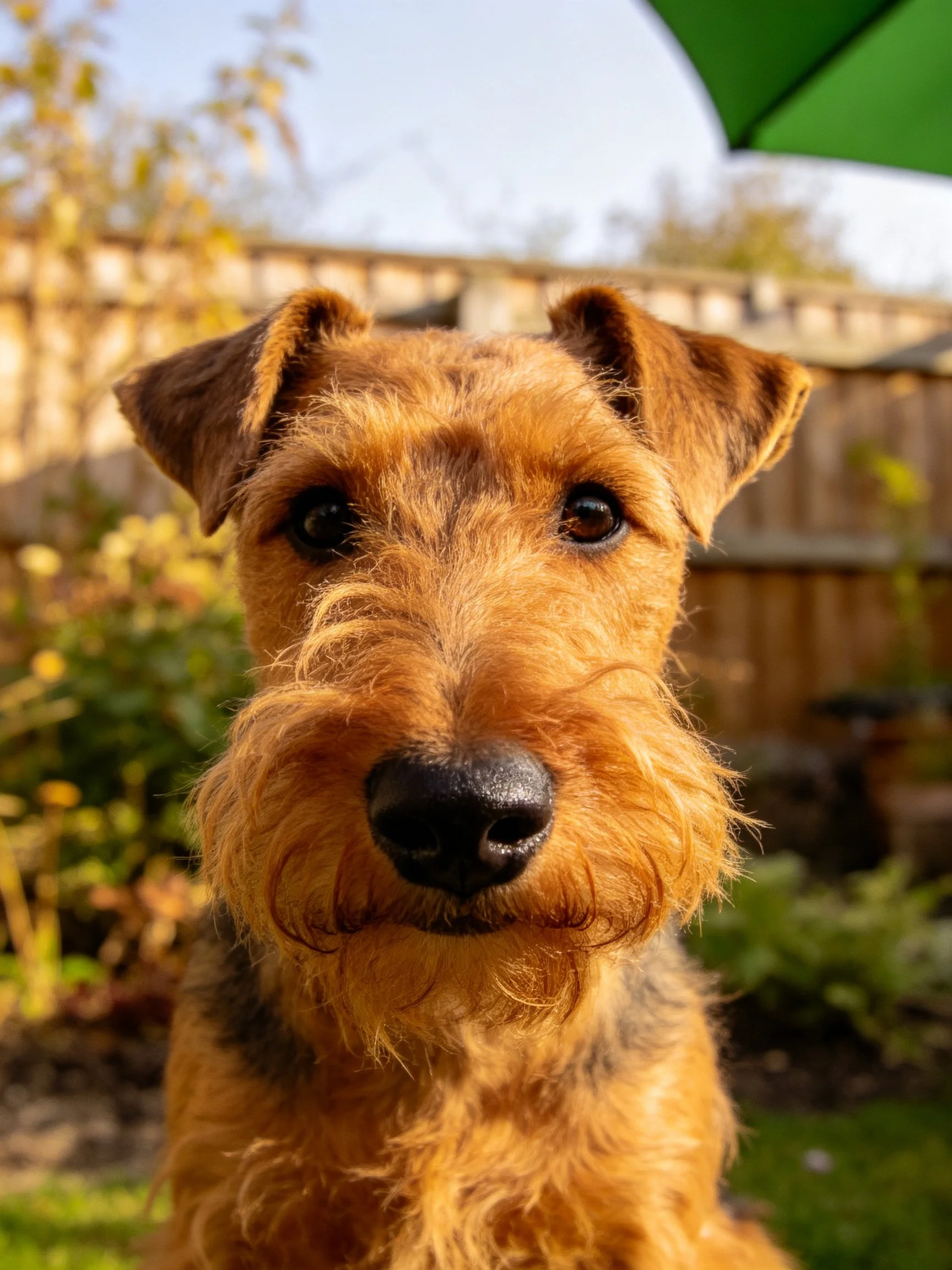 Close-up of a brown Airedale Terrier in a sunny backyard
