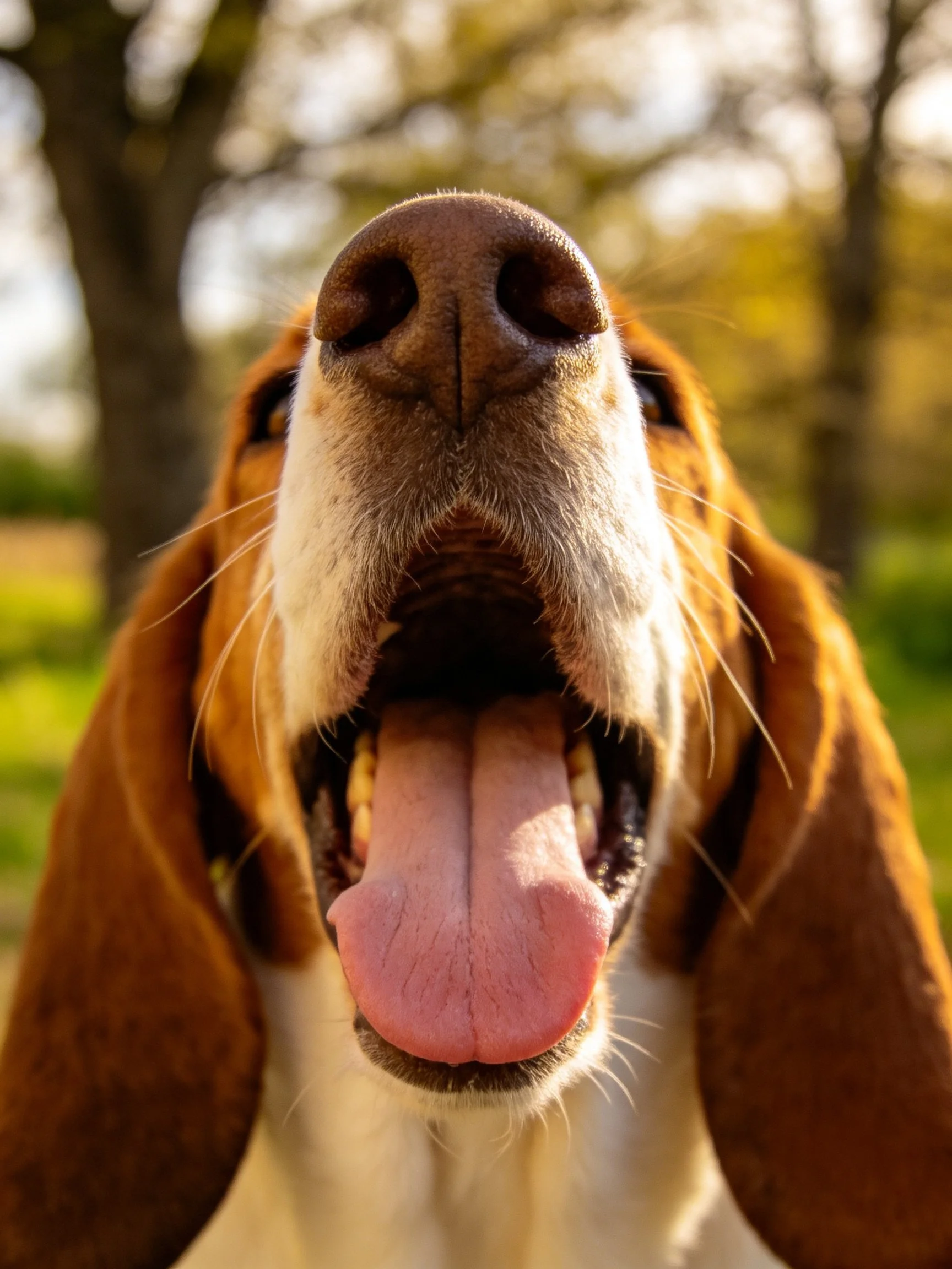 A brown and white dog pants with mouth open in an outdoor setting.