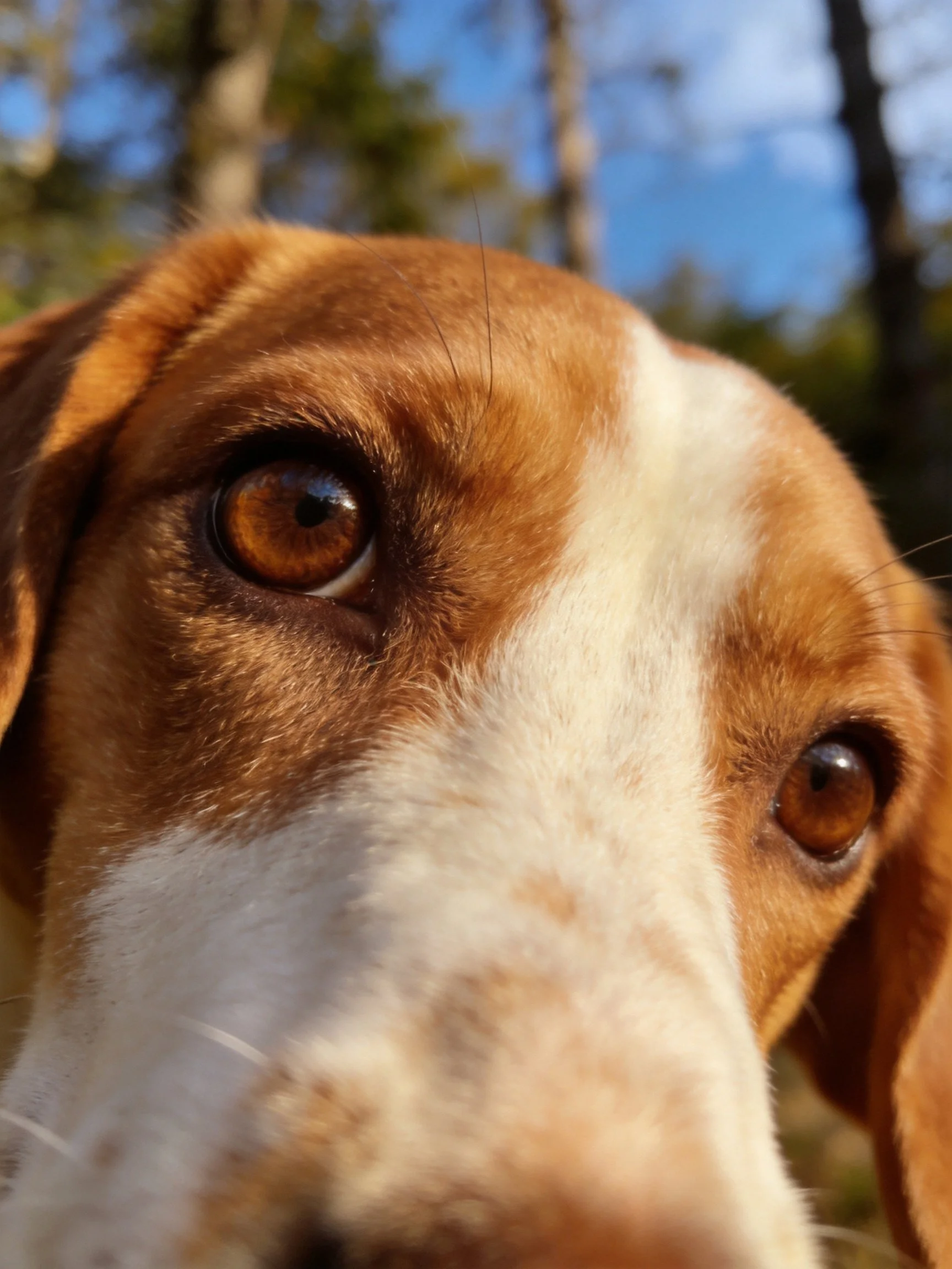 A close-up of a brown and white dog with amber eyes in an outdoor setting.