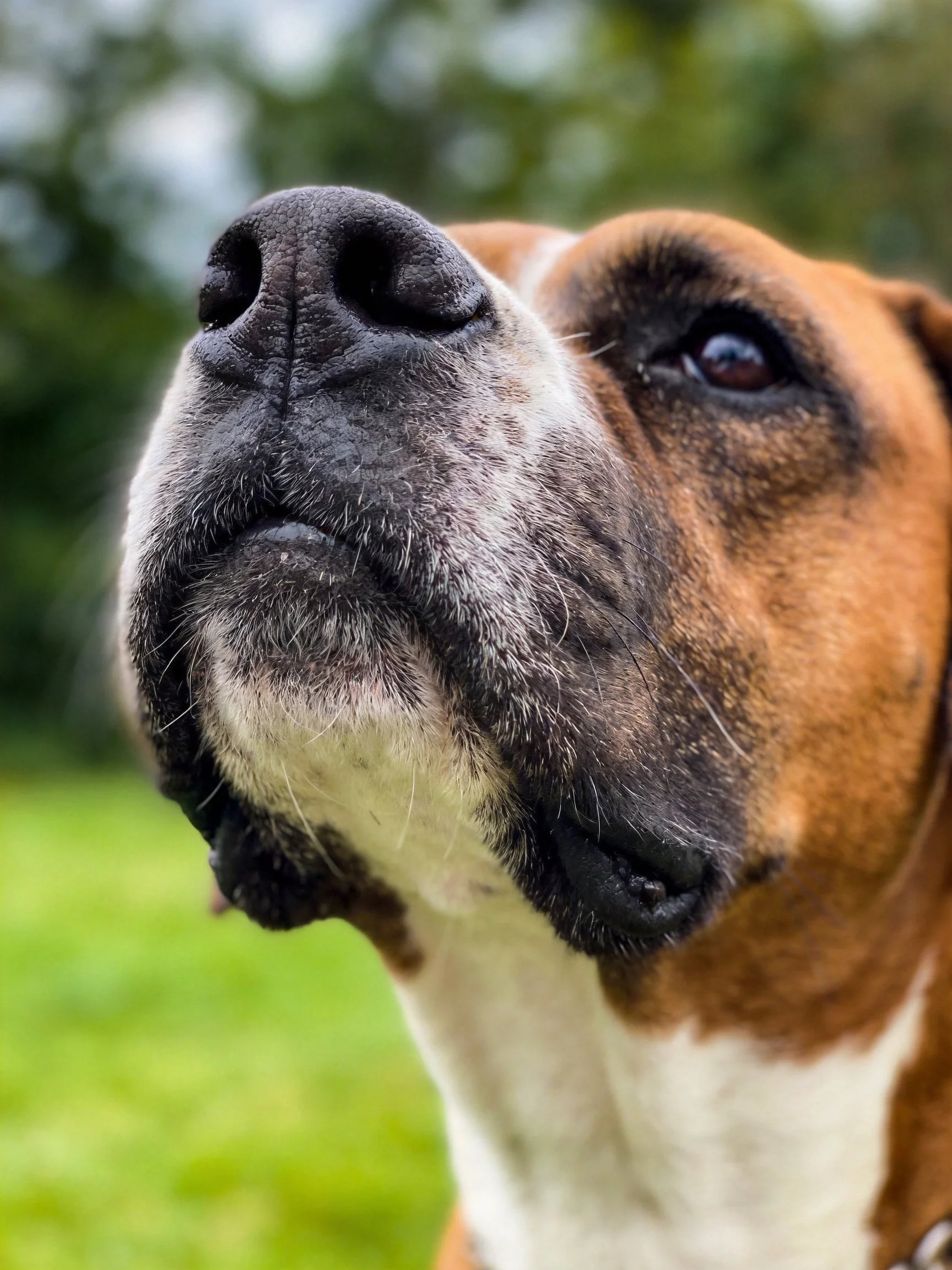 A close-up shows a brown and white dog’s face.