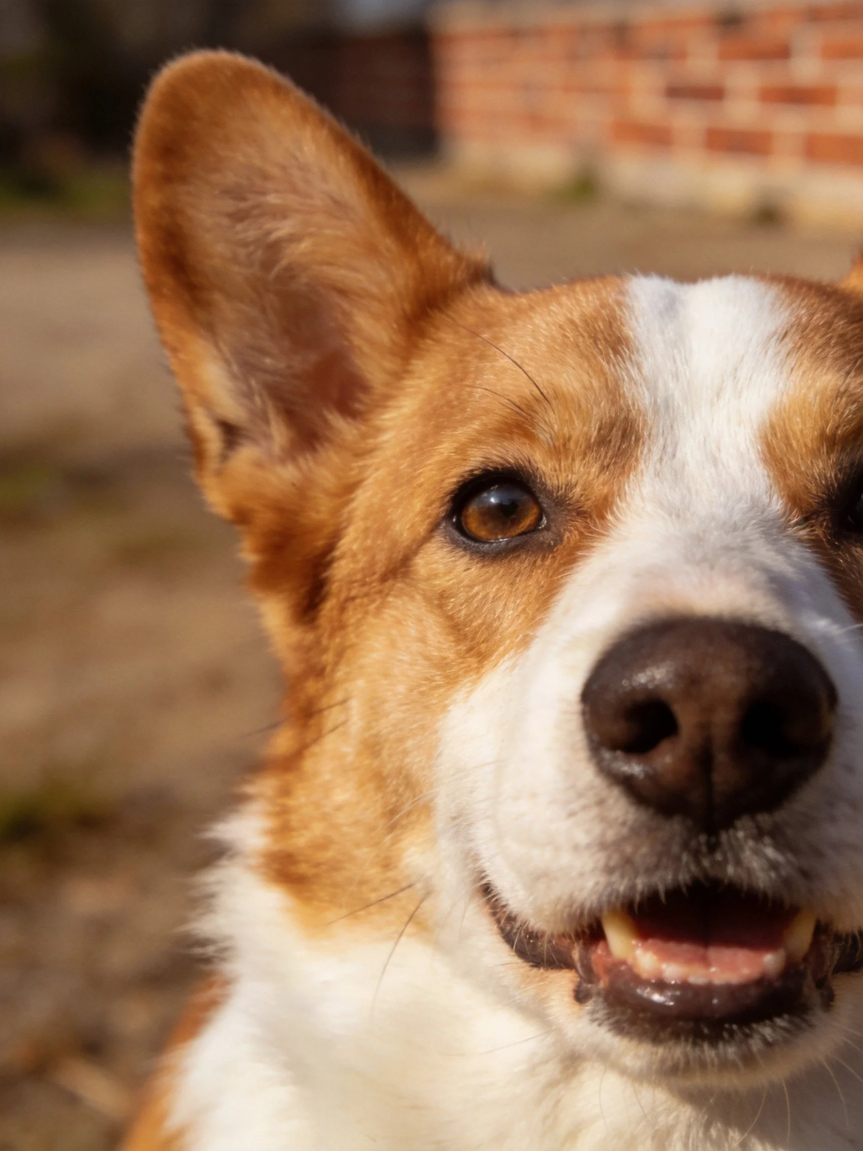 A tan and white corgi displays a cheerful expression outdoors.