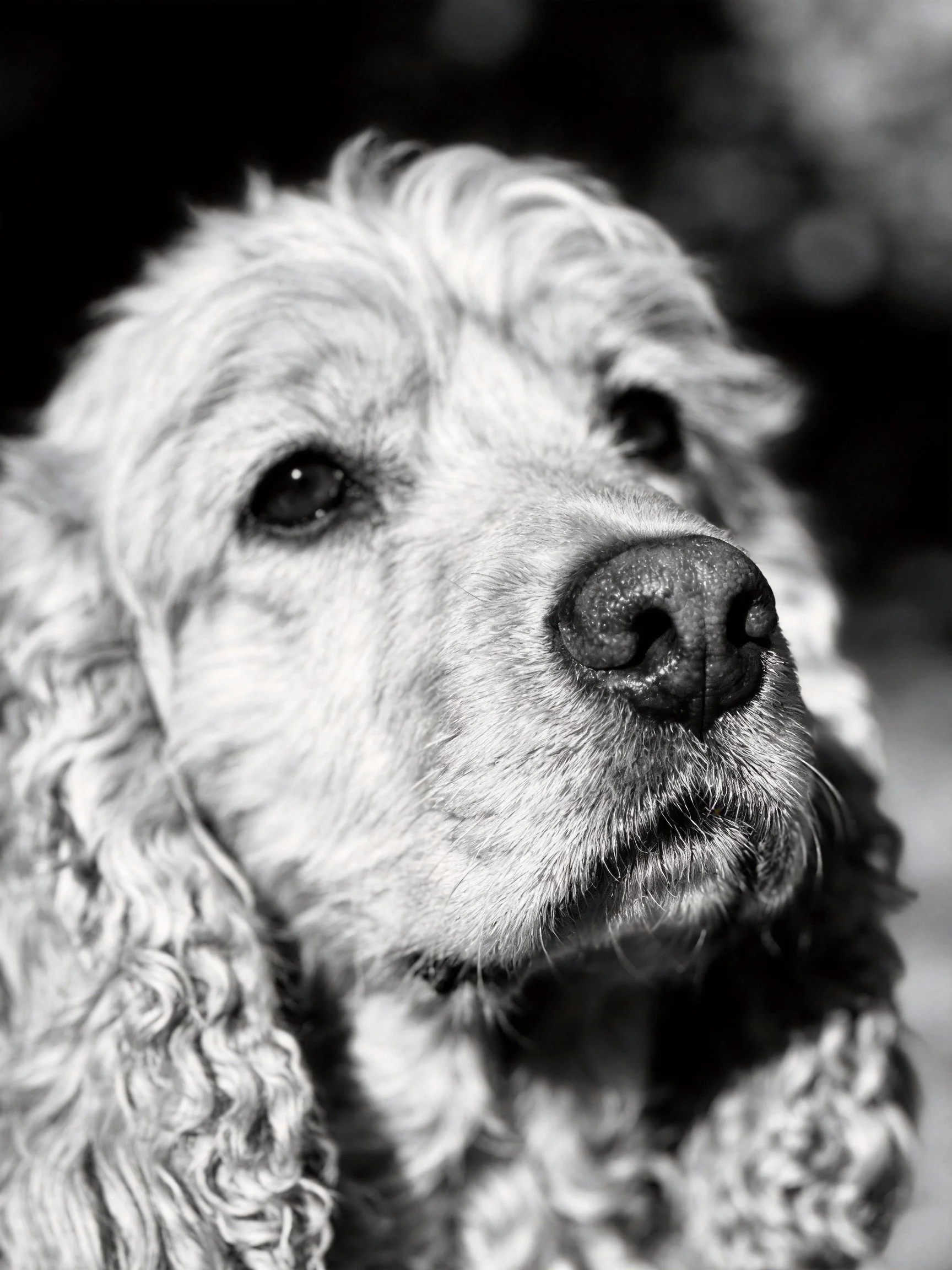 Close - up of a dog with curly, light - colored fur in monochrome