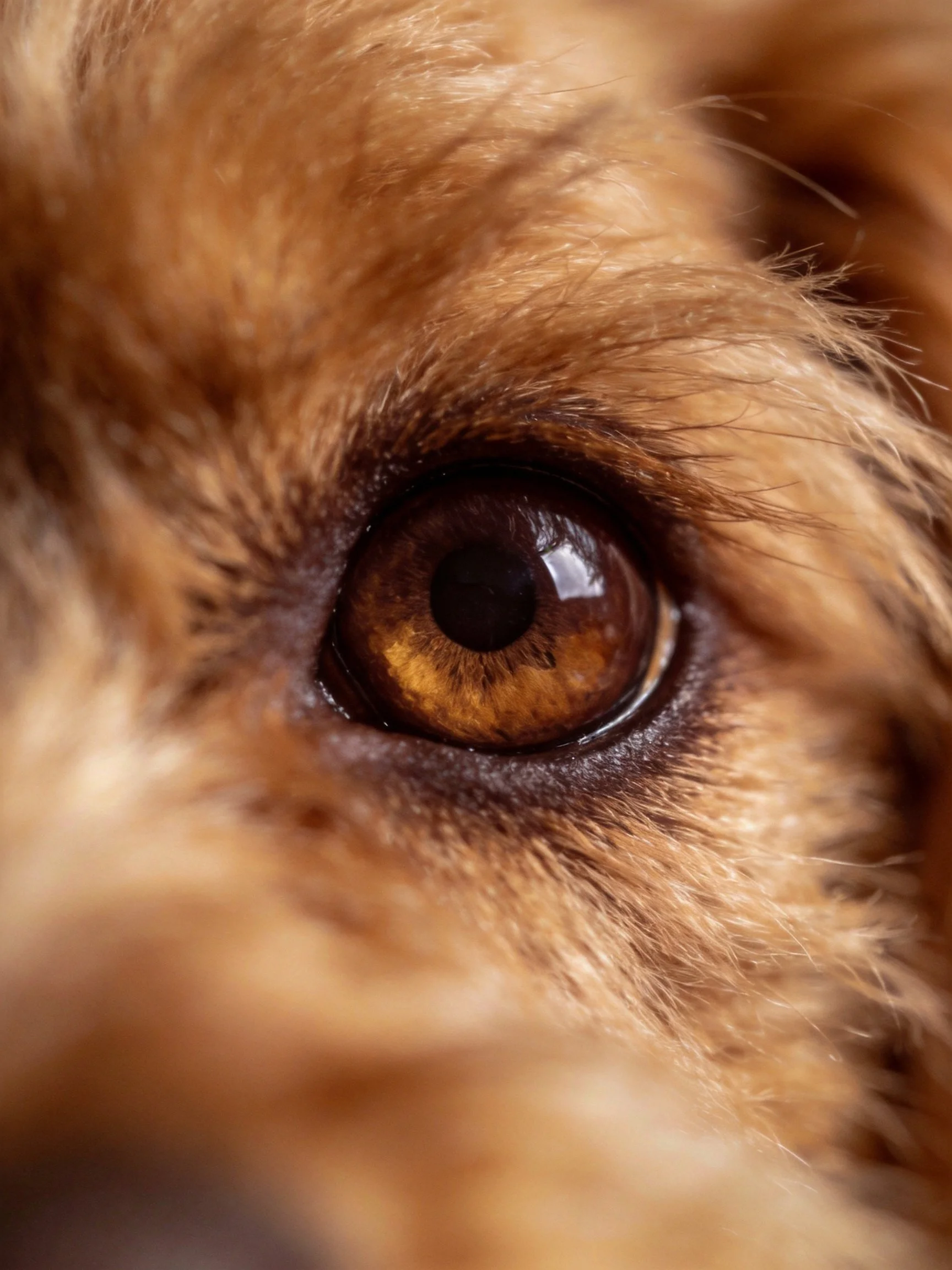 Close - up of a dog’s amber eye with golden - brown fur