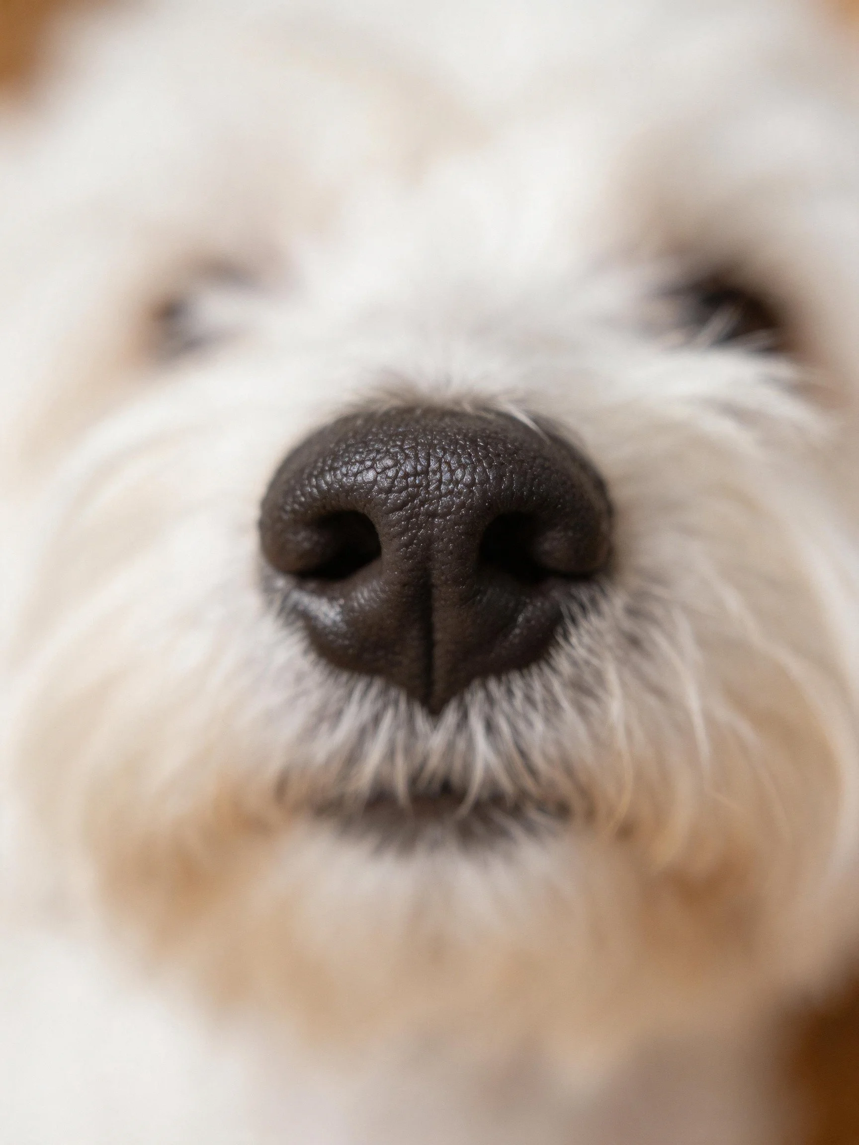 Close - up of a dog’s dark brown nose with creamy white fur