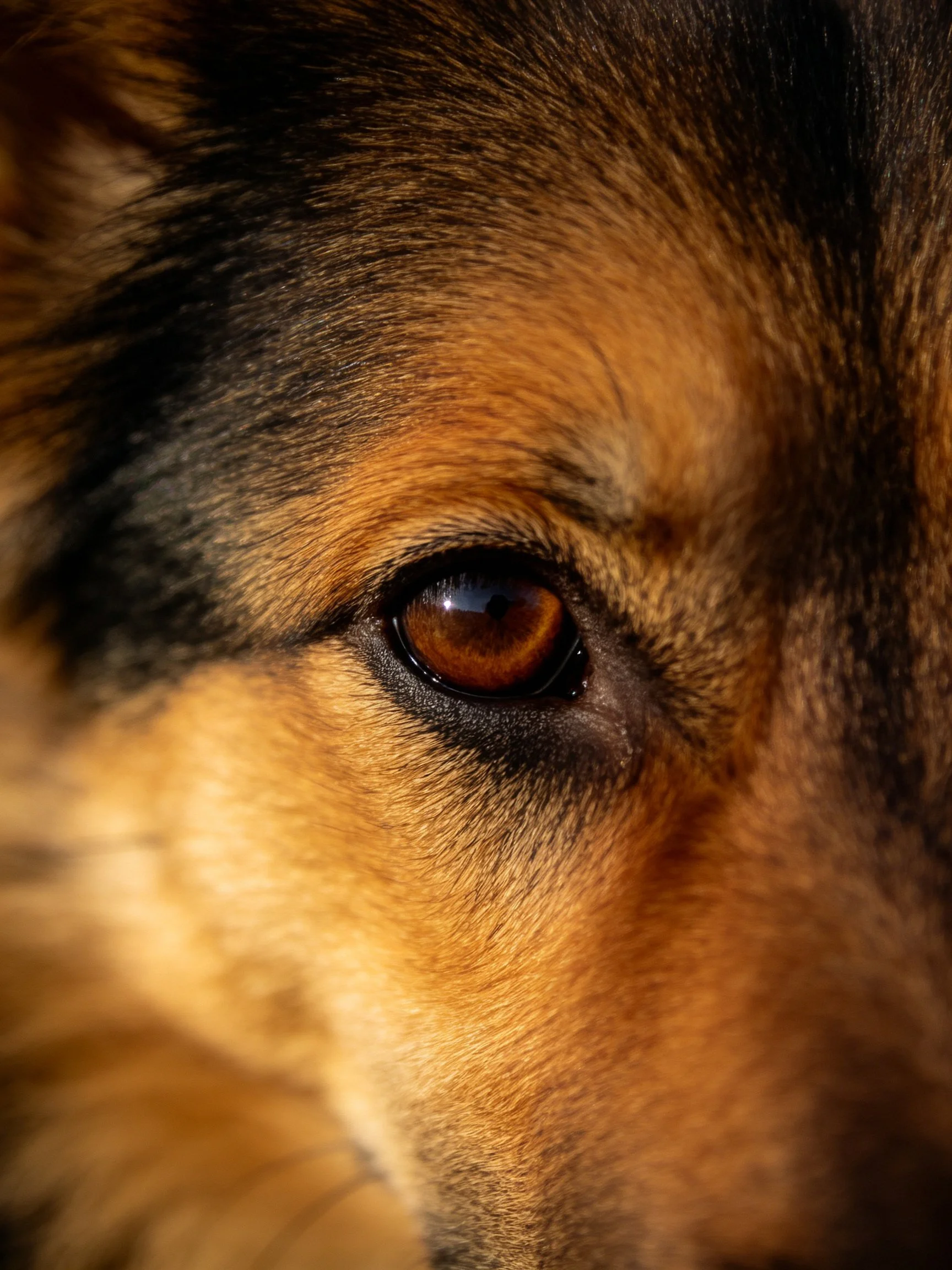 A close - up highlights a dog’s eye amid brown and black fur.