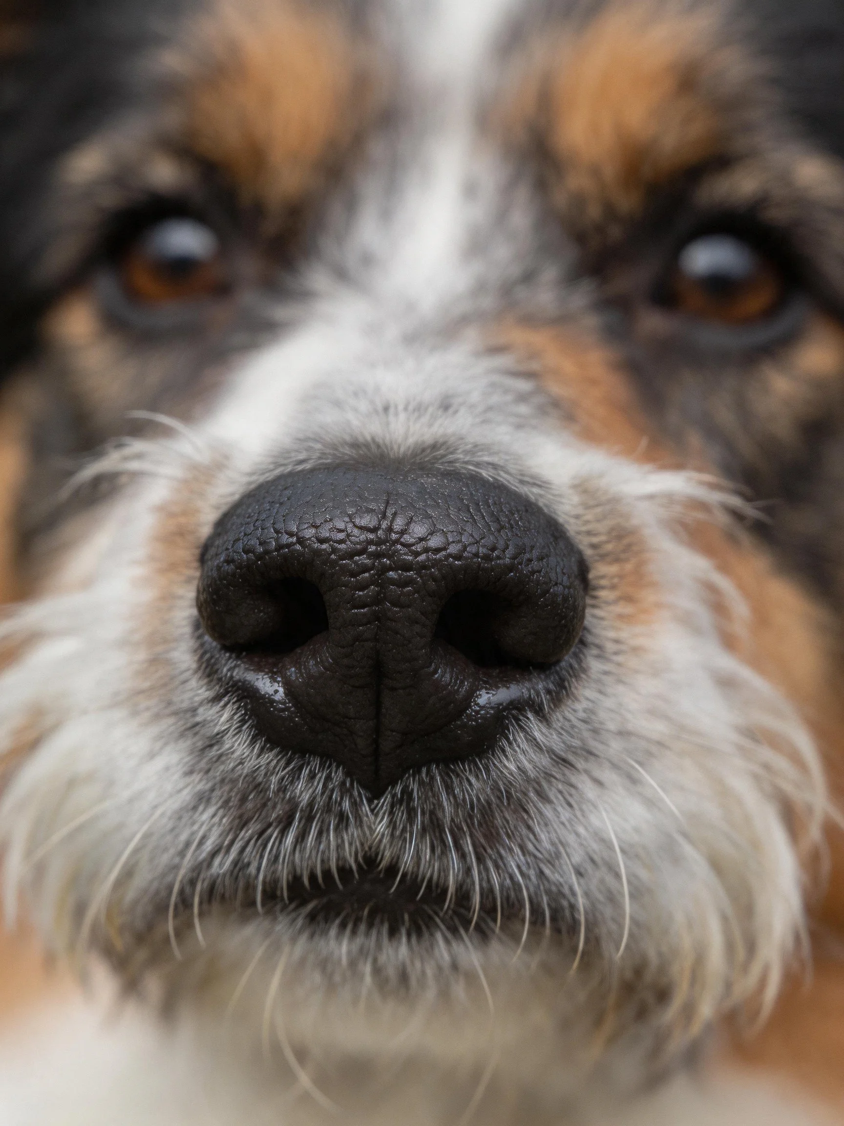 Close-up of a dog’s face with black, brown, and white fur