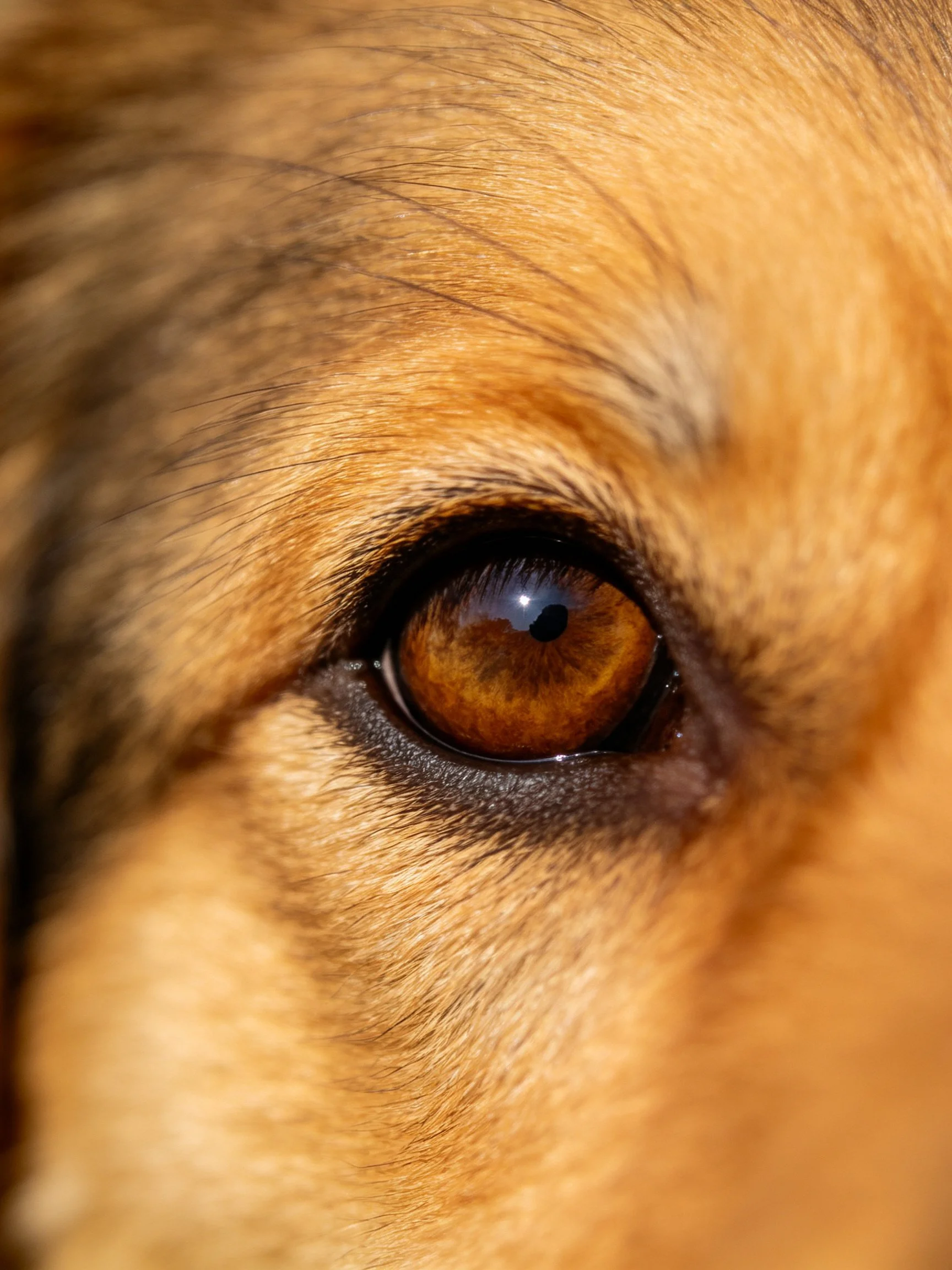 Close-up of a dogs amber eye with golden fur