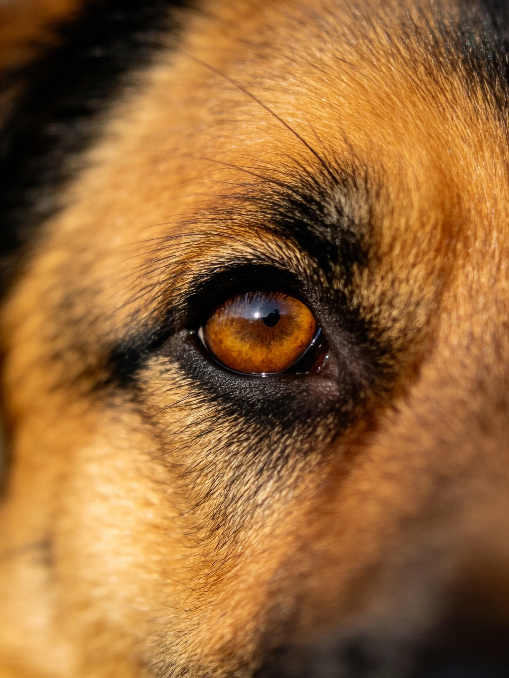 Close-up of a dogs amber eye with tan and black fur