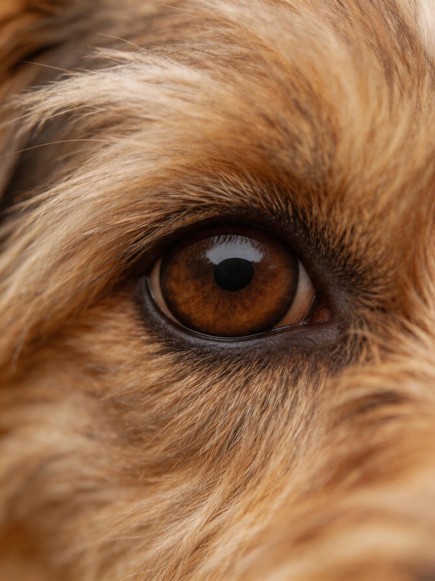 A close-up reveals a dogs brown eye nestled among soft golden fur.