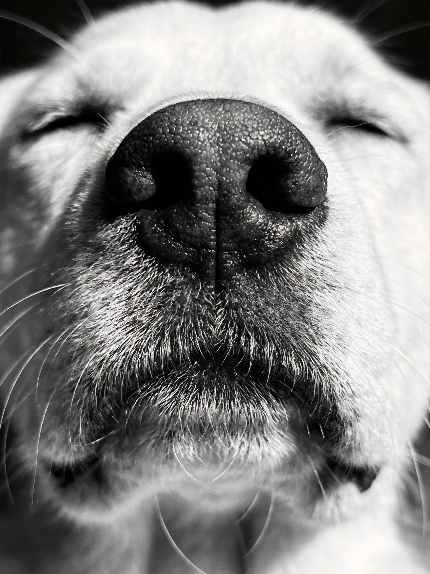 Close-up of a dogs textured nose in black and white photography