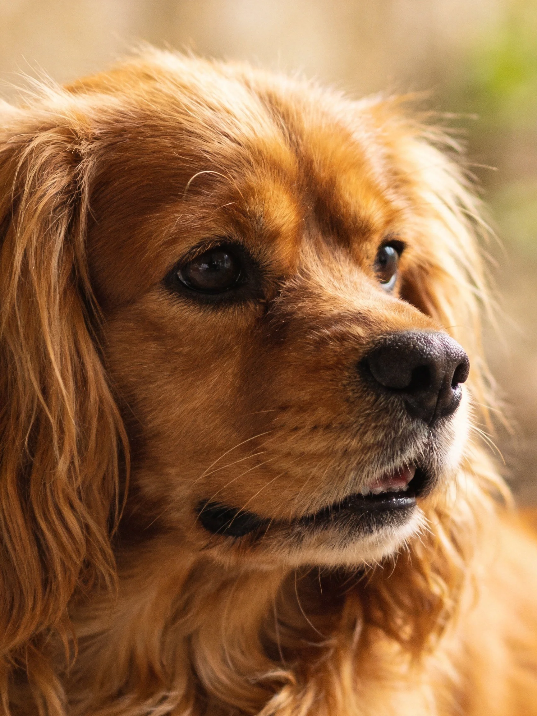 A golden-furred dog is captured up close, showcasing its facial features.