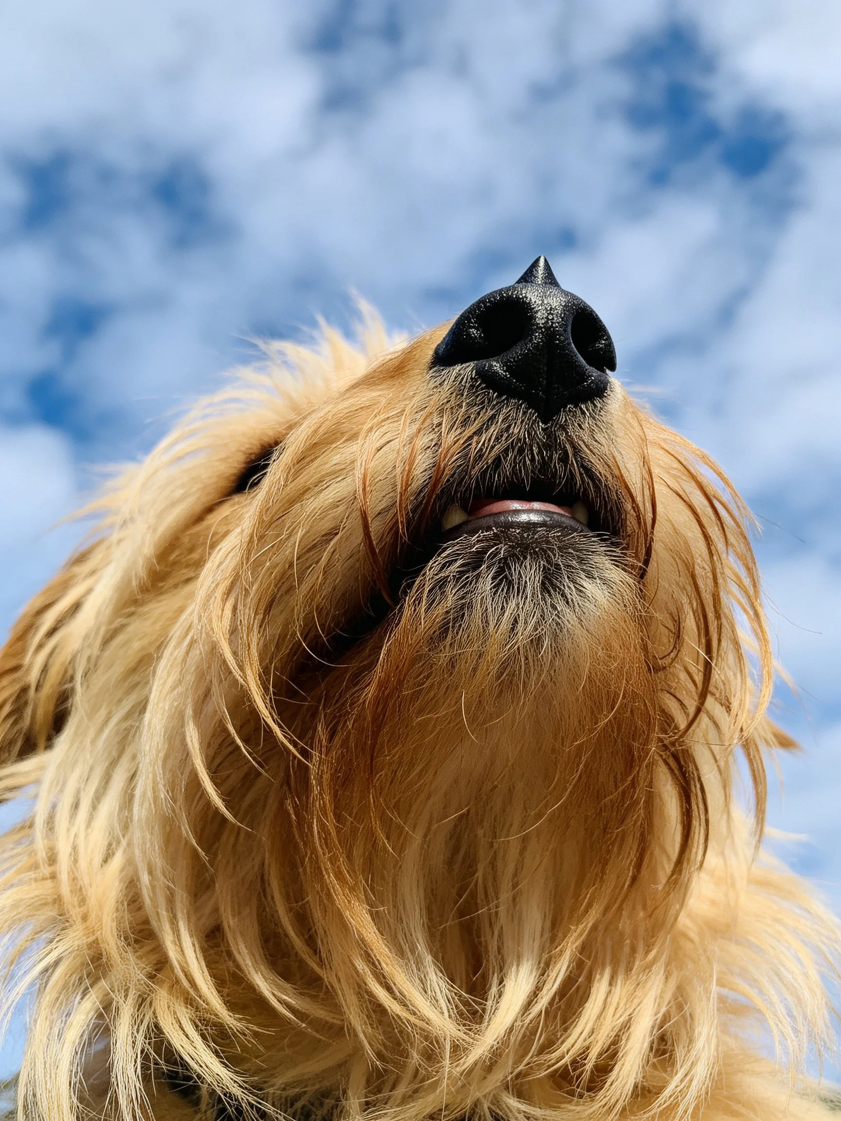 Golden-furred dog’s face is shown up close with blue sky.