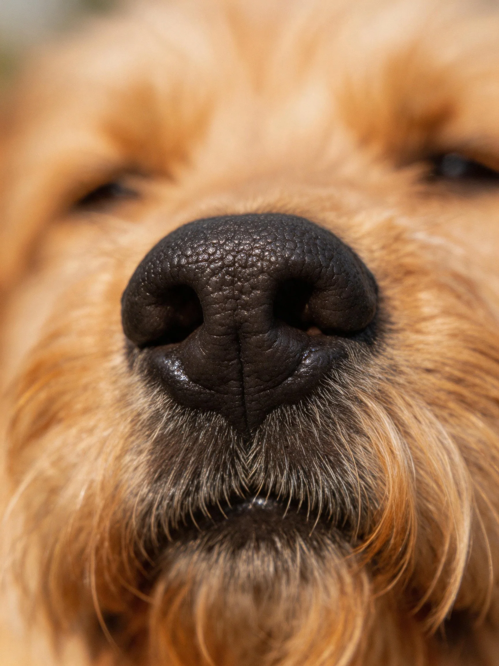 A close-up highlights a dog’s large, textured black nose amid soft golden fur.