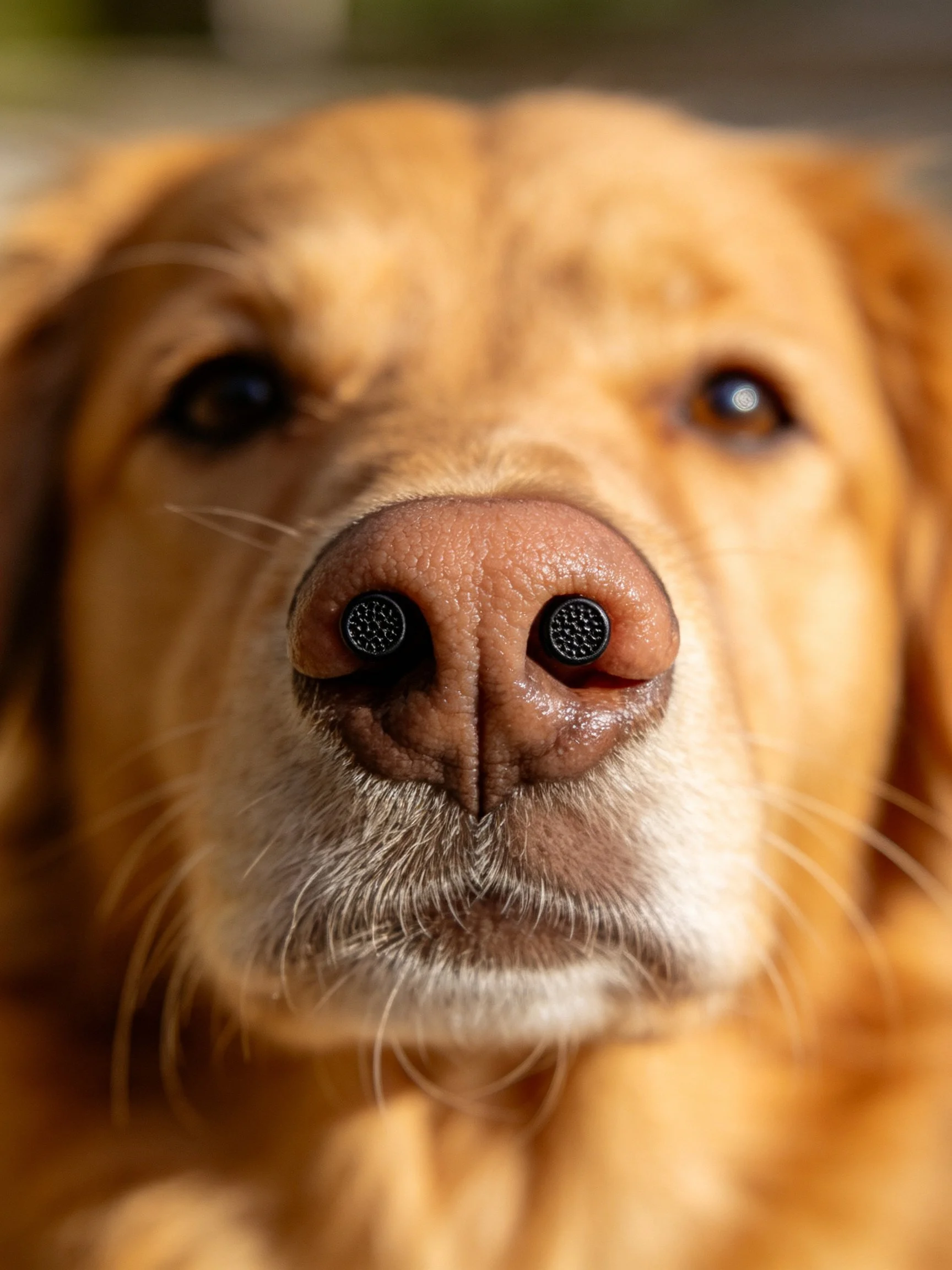 Close-up view of a golden retriever’s nose containing two small black items