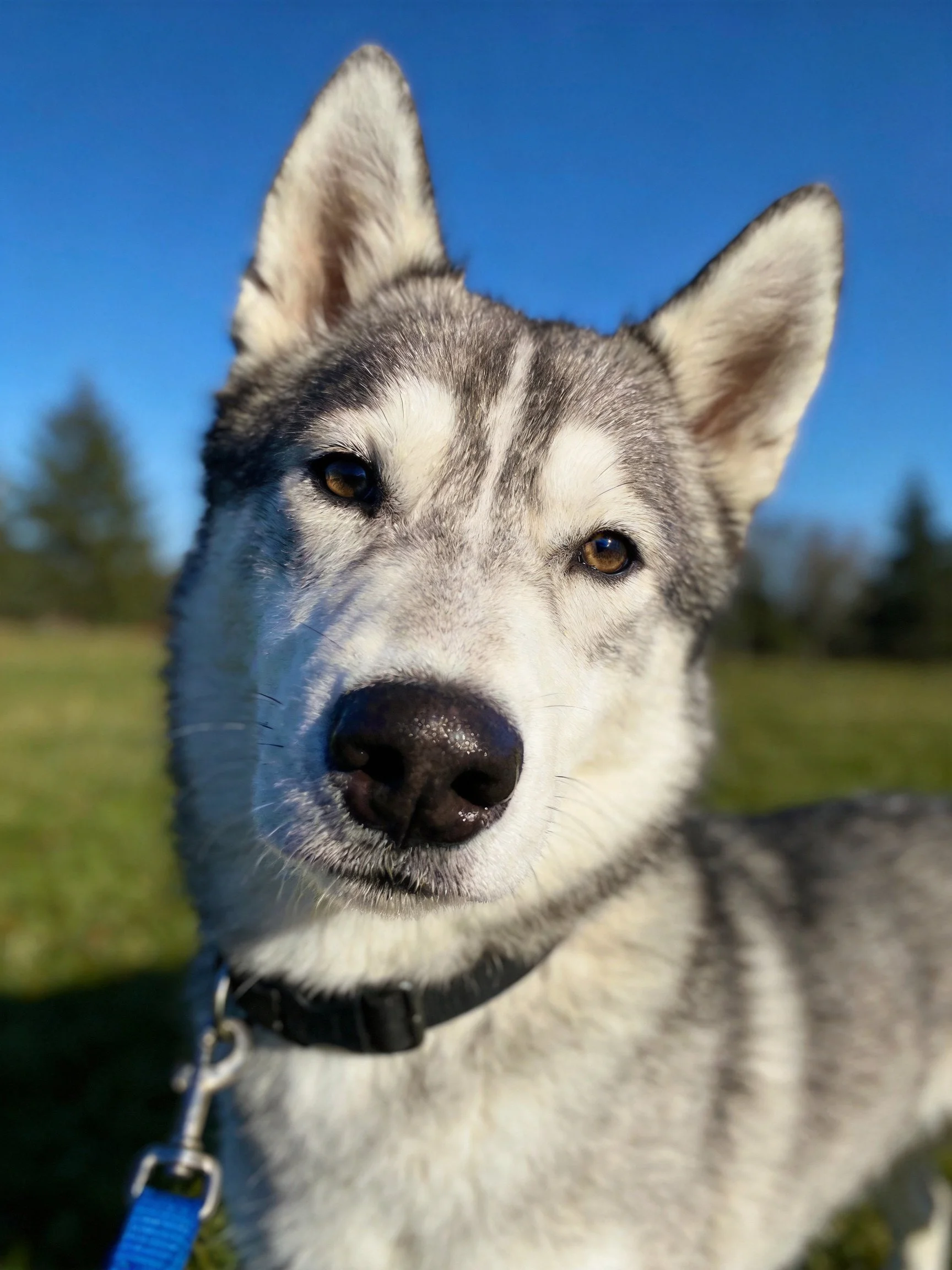 A Siberian Husky with gray and white fur stands outside under a clear blue sky.