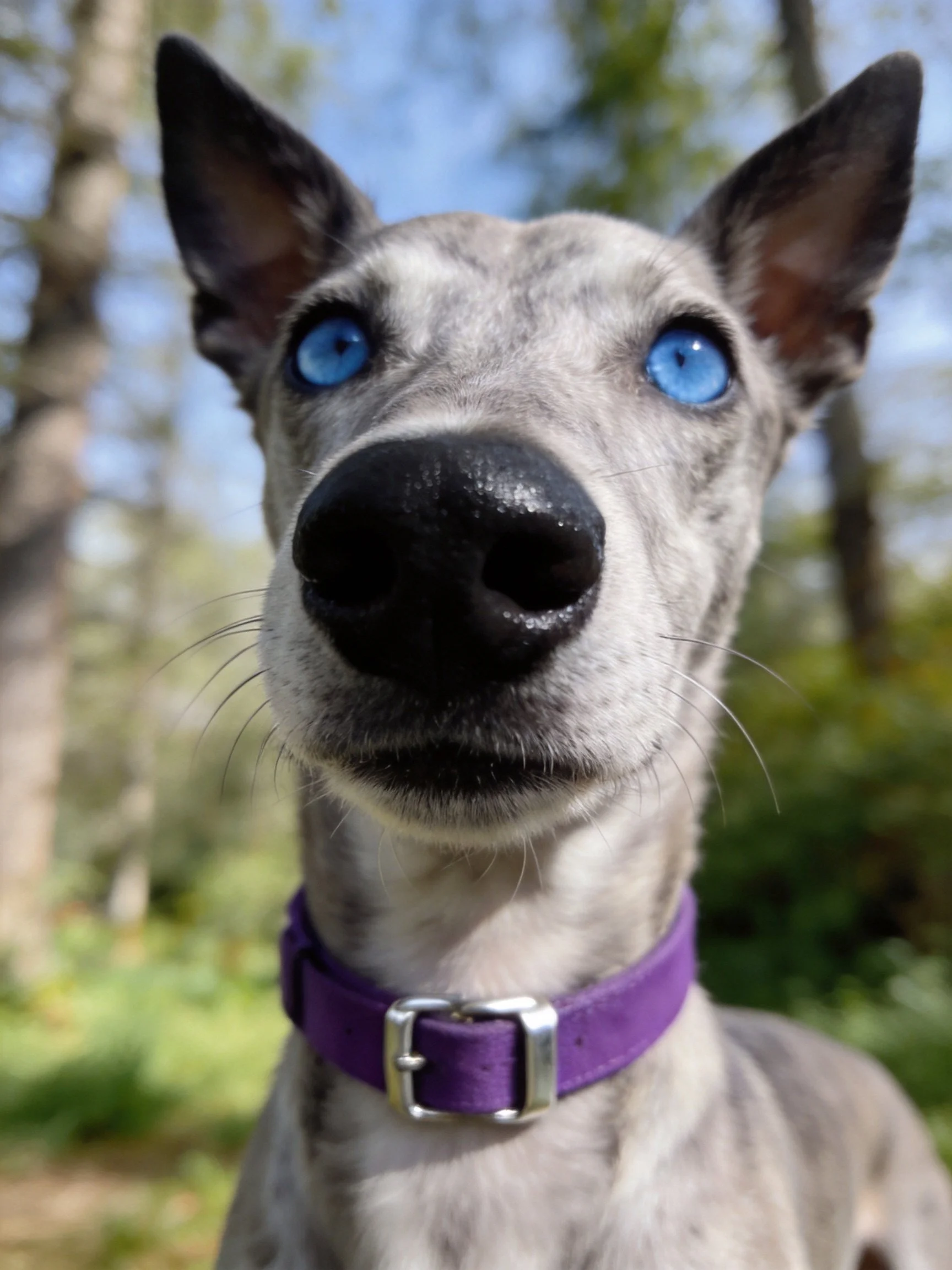 Close-up of a grey dog with bright blue eyes and purple collar
