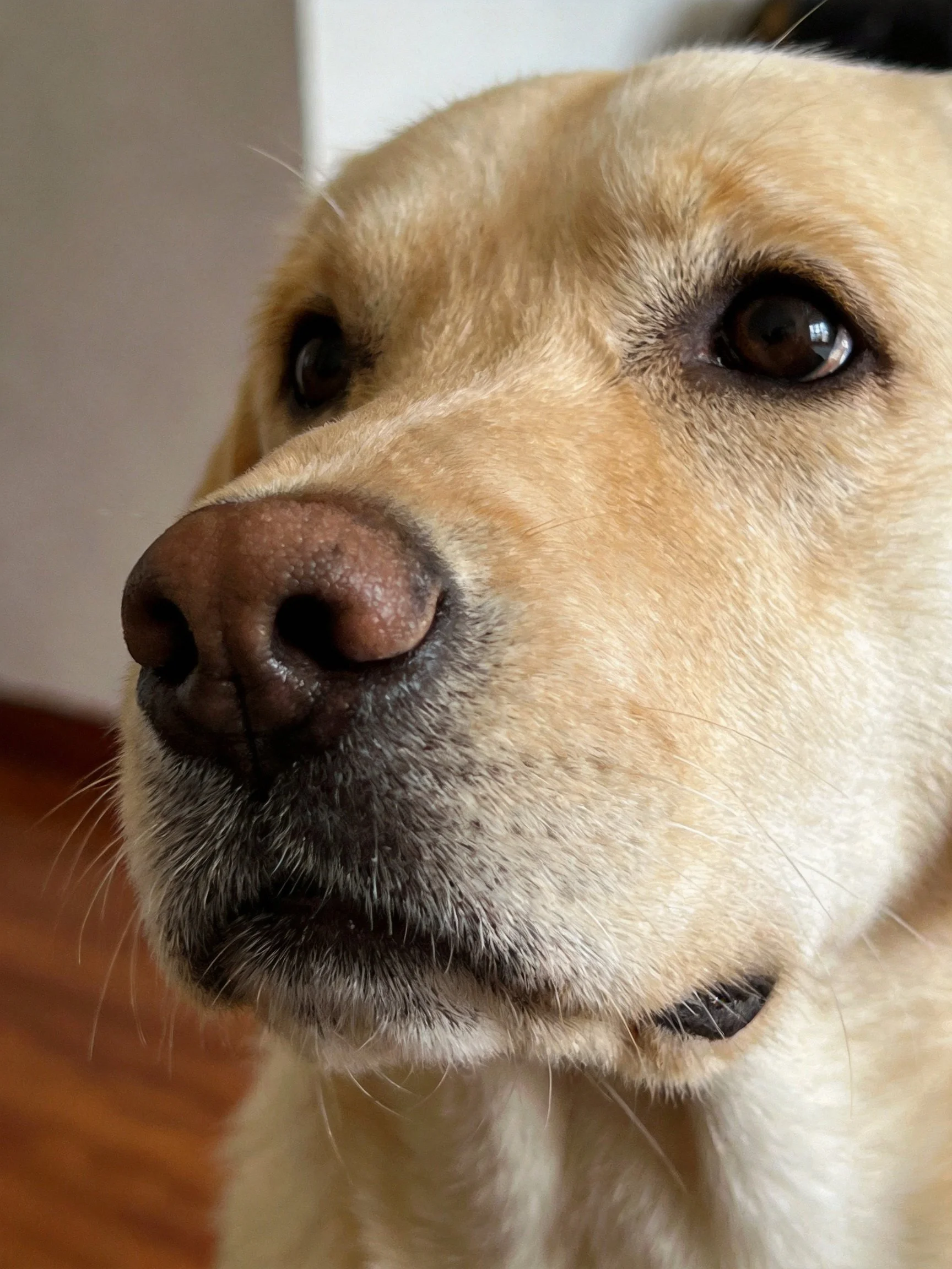 Close - up of a light tan Labrador retrievers face with soft lighting