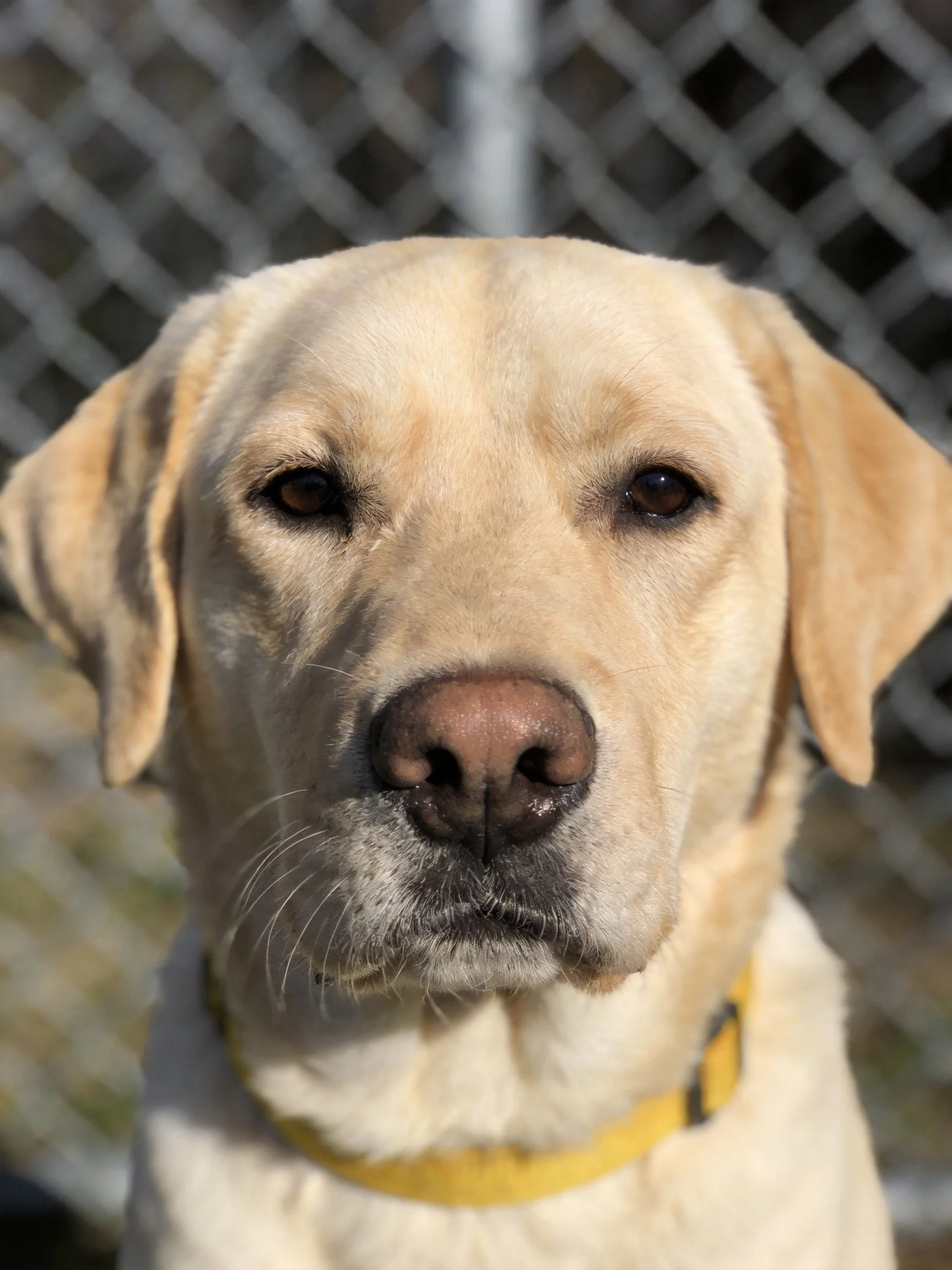 Close-up of a light-yellow Labrador Retriever with a yellow collar