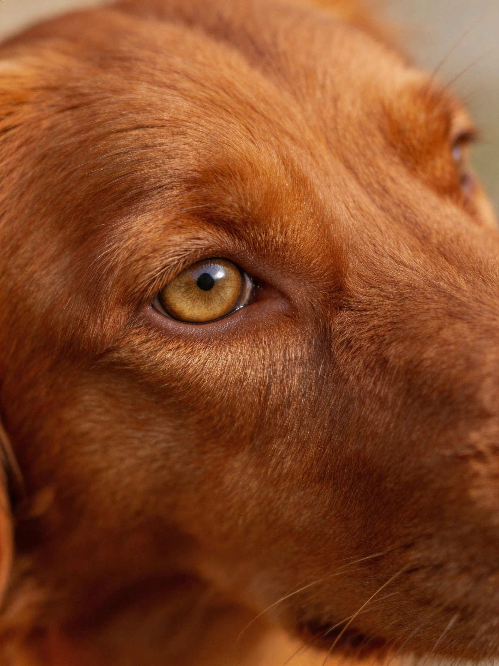 Close - up of a reddish - brown dog’s eye with smooth fur texture