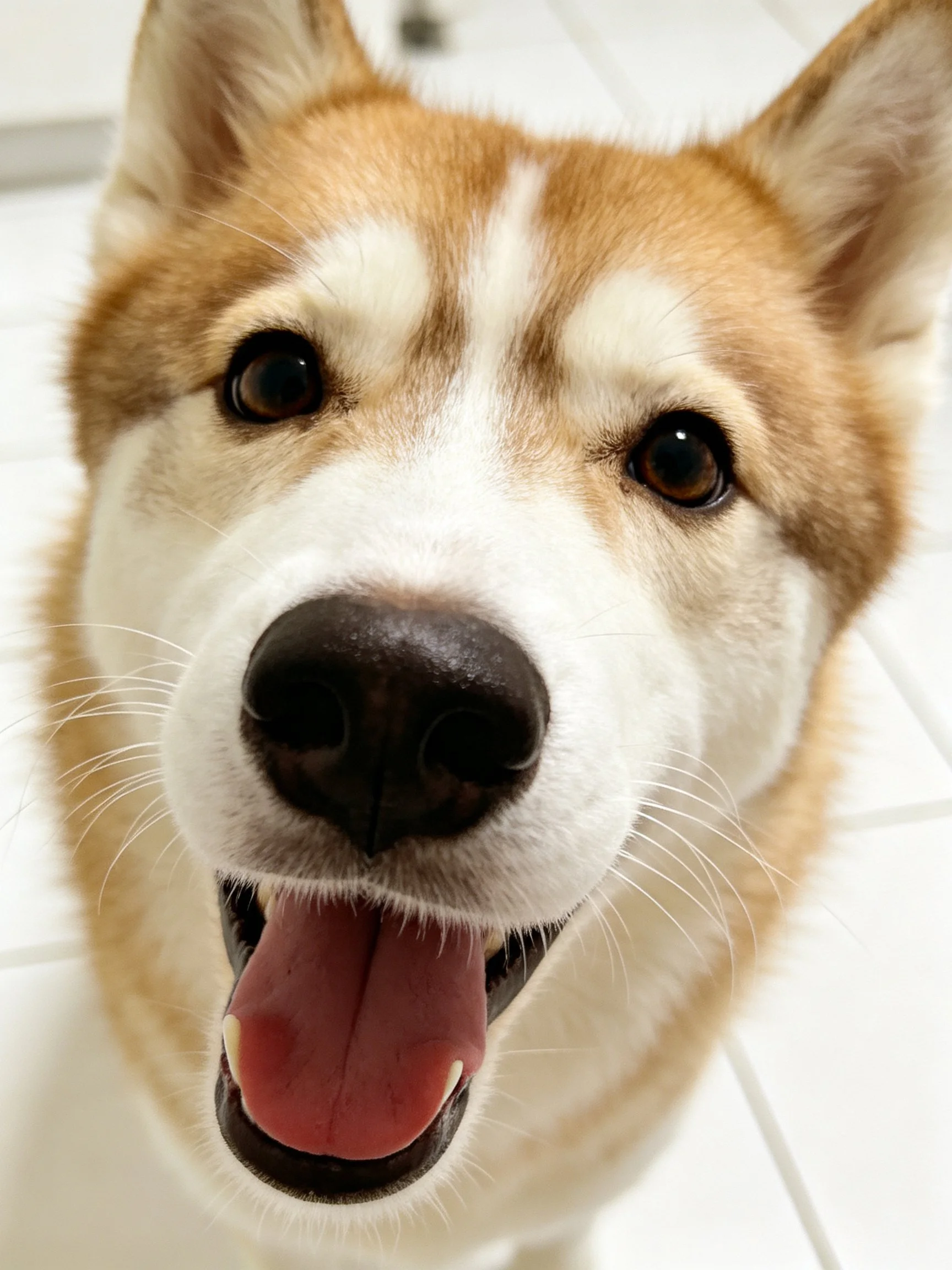 A close-up of a tan and white dog with an open mouth.