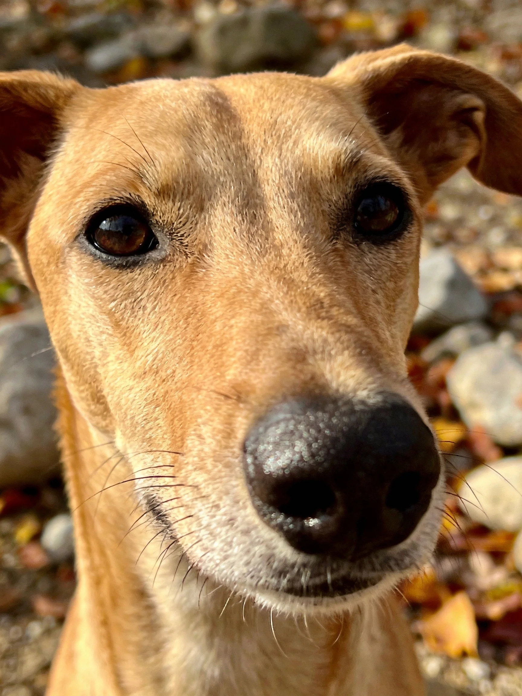A tan dog looks directly at the camera among rocks and fallen leaves.