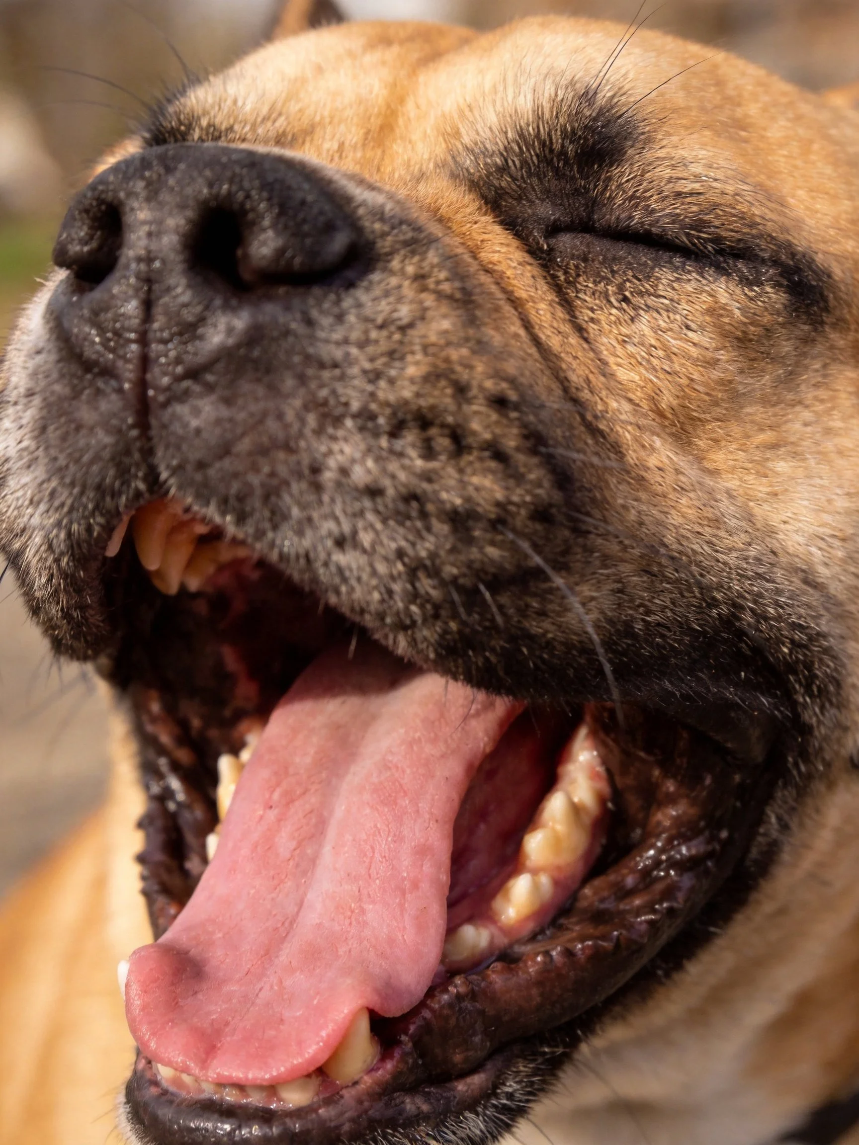 Close - up of a tan dog yawning widely with eyes closed