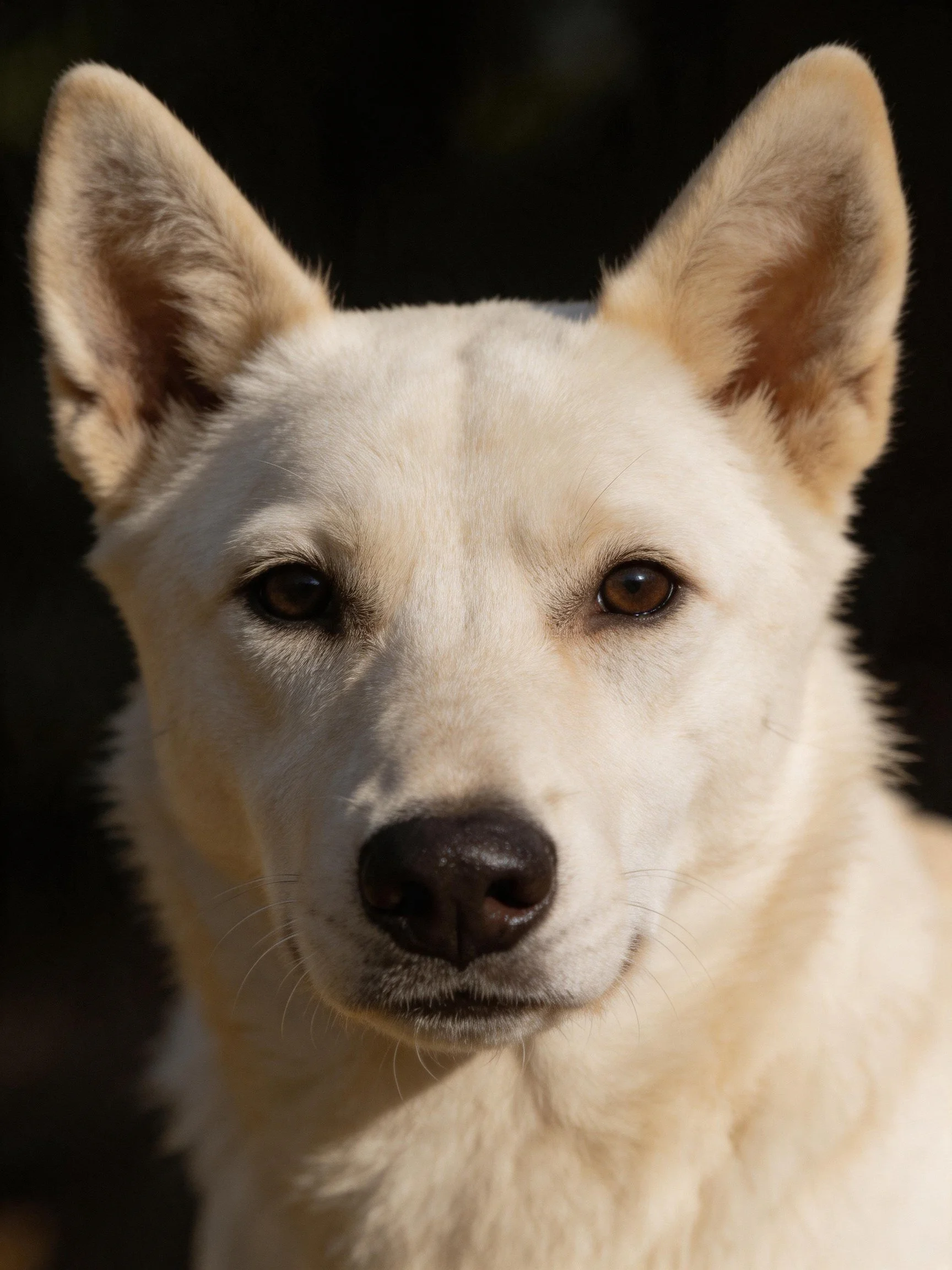 A white dog with tan ears is photographed up close against a dark background.