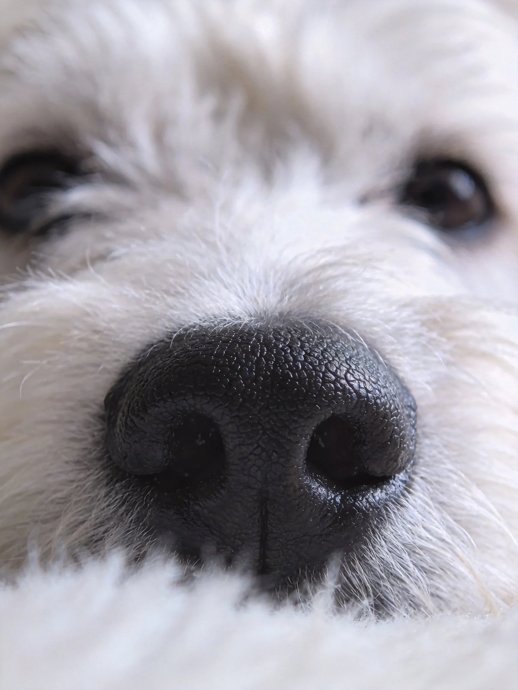 Close-up of a white dog’s black nose and dark eyes