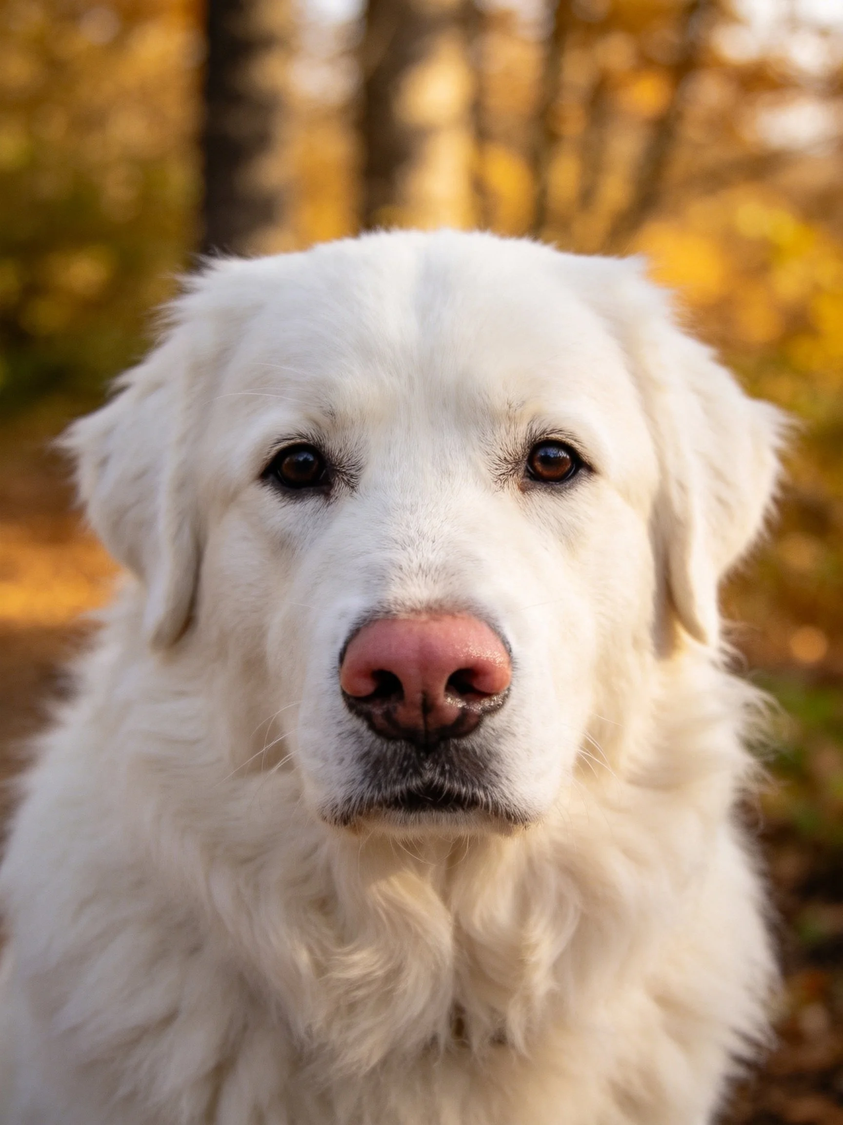 A white fluffy dog with a pink nose is centered before an autumn forest backdrop.