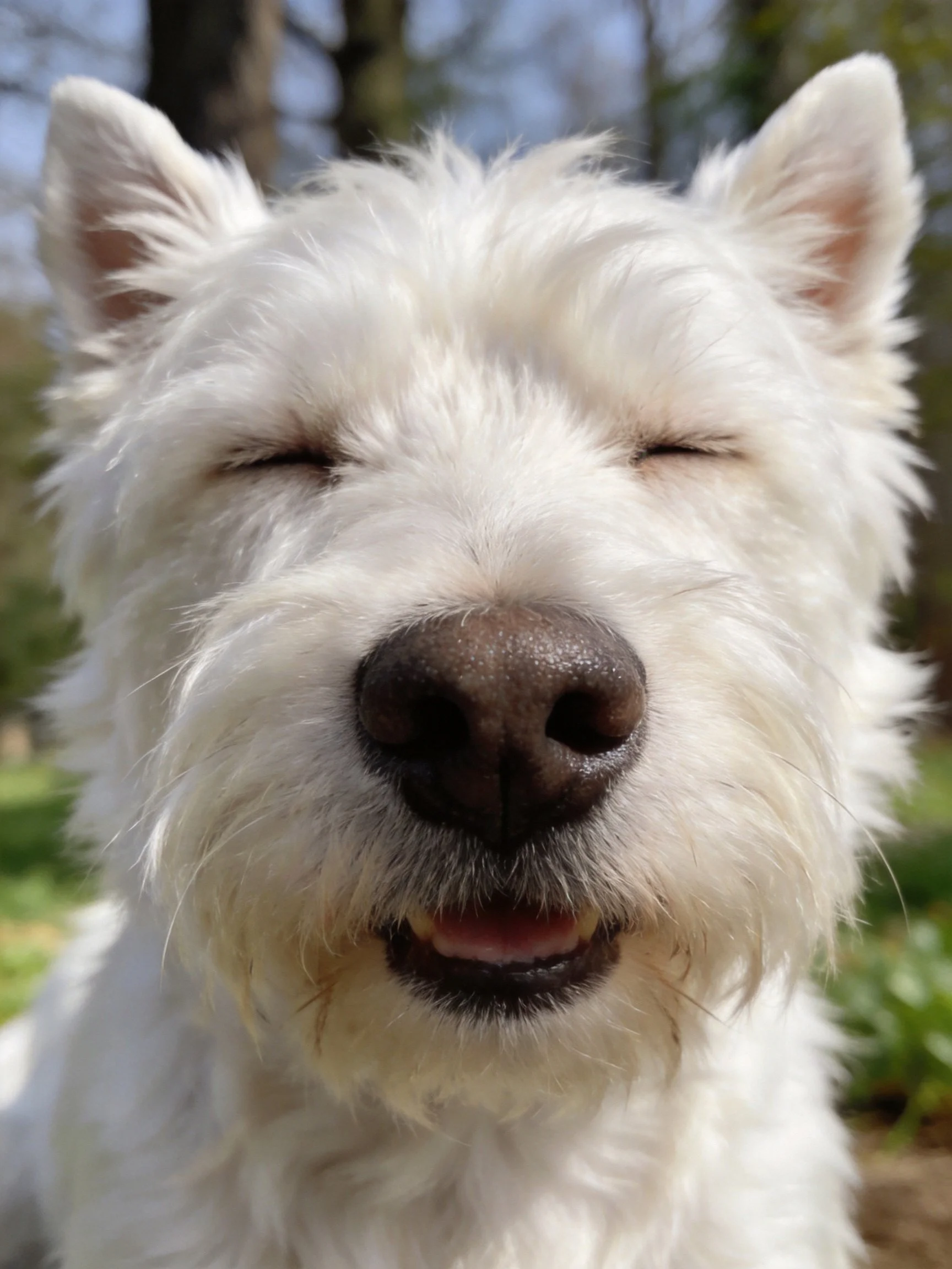 A white terrier with closed eyes appears content in an outdoor space.