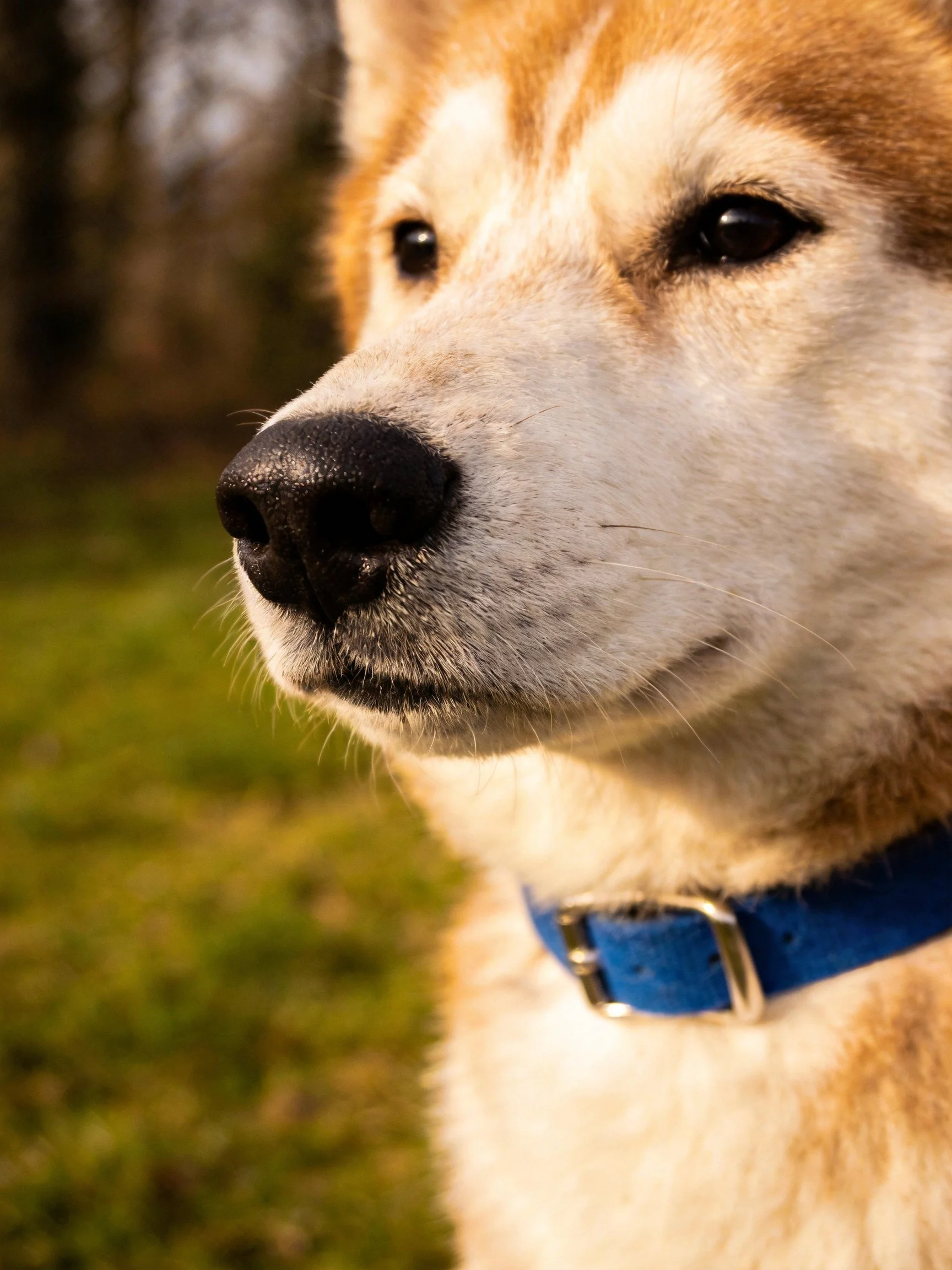 Close - up of an Akita dog with a blue collar in a grassy area
