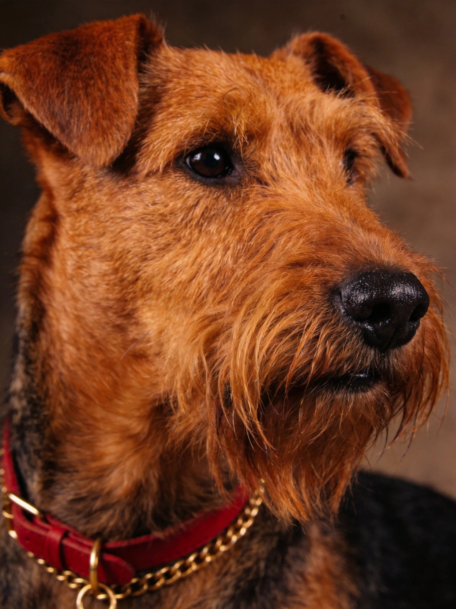 Close - up of an airedale terrier with a red collar