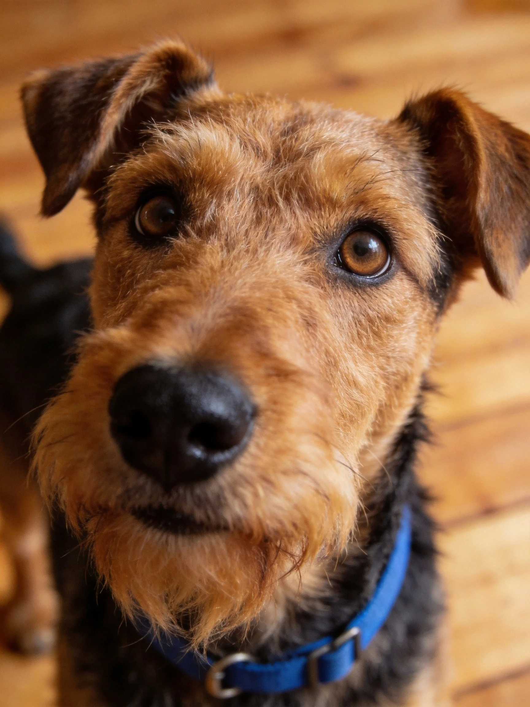 Close-up of an airedale terrier with brown and black fur on wooden flooring