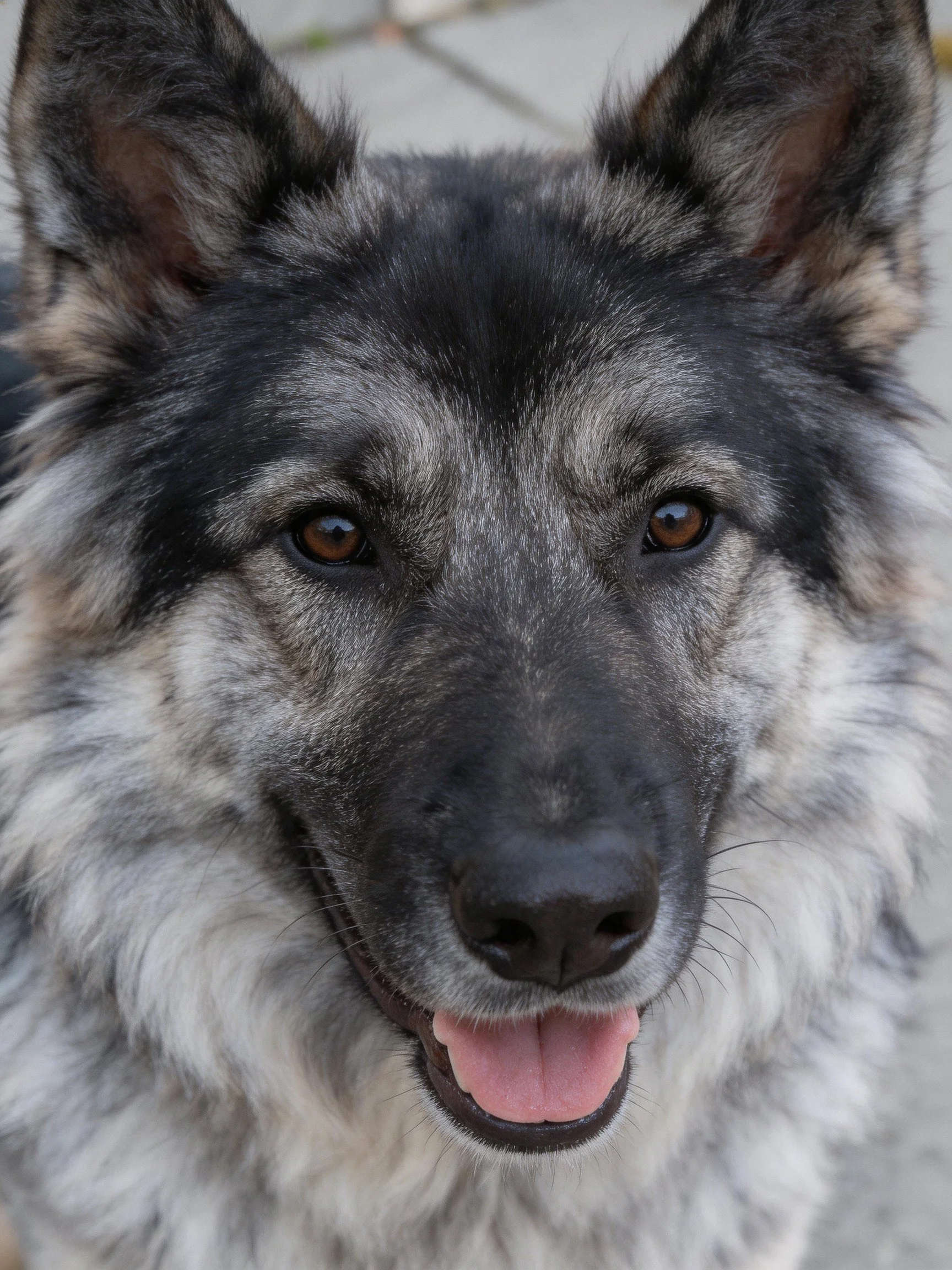 Close-up portrait of a German Shepherd mix with gray, black, and white fur