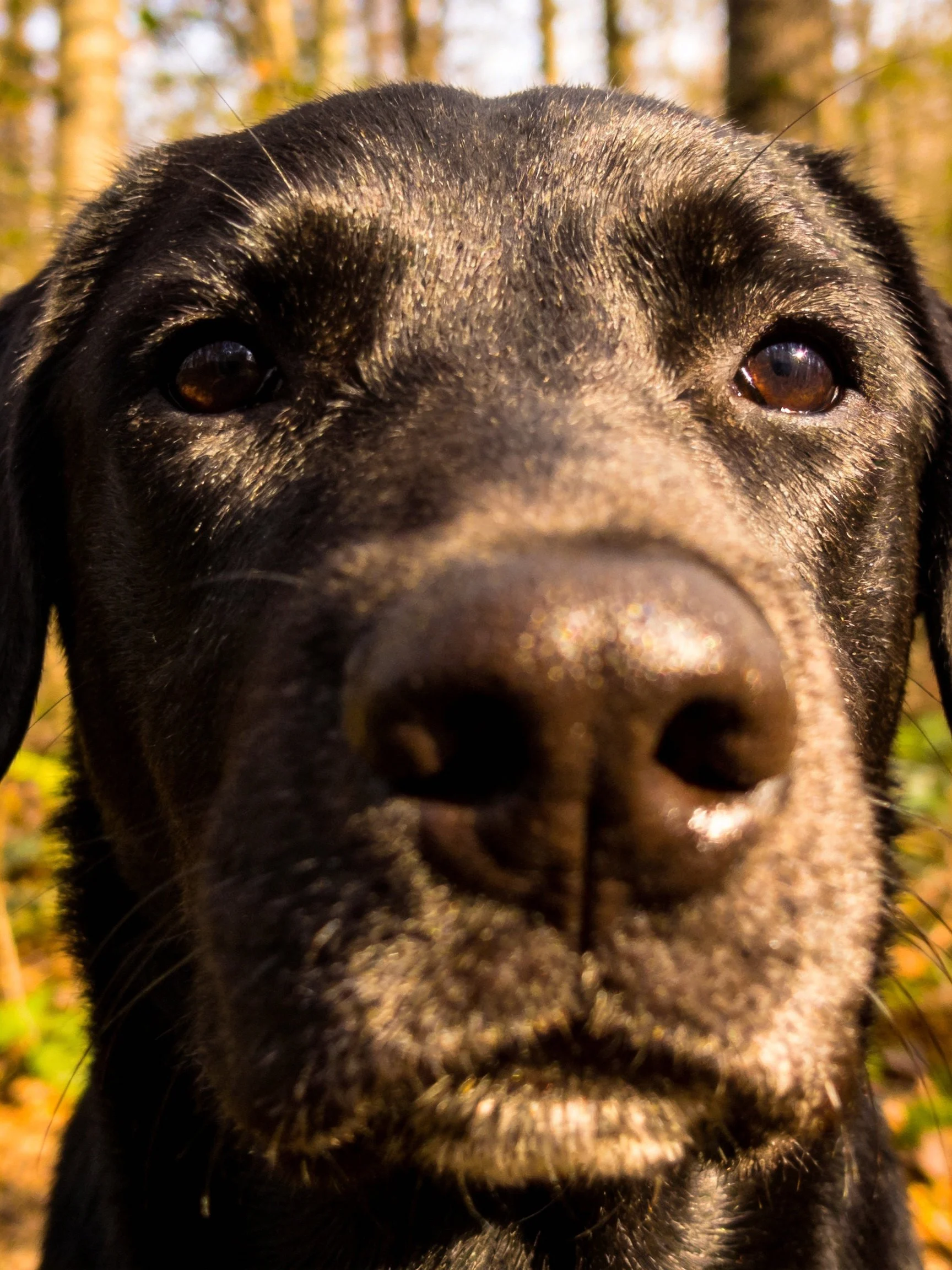 Close-up portrait of a black Labrador retriever