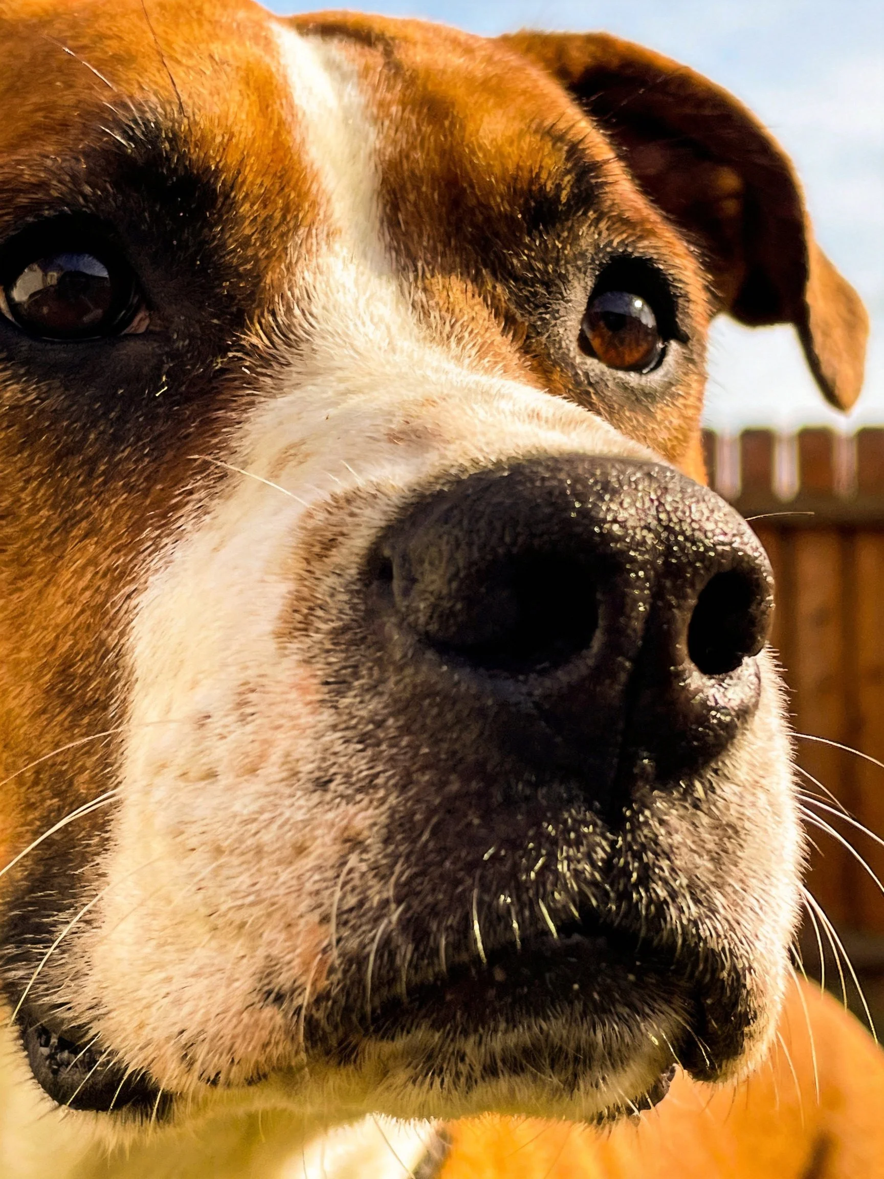 A close-up focuses on a brown and white dog’s expressive facial features.